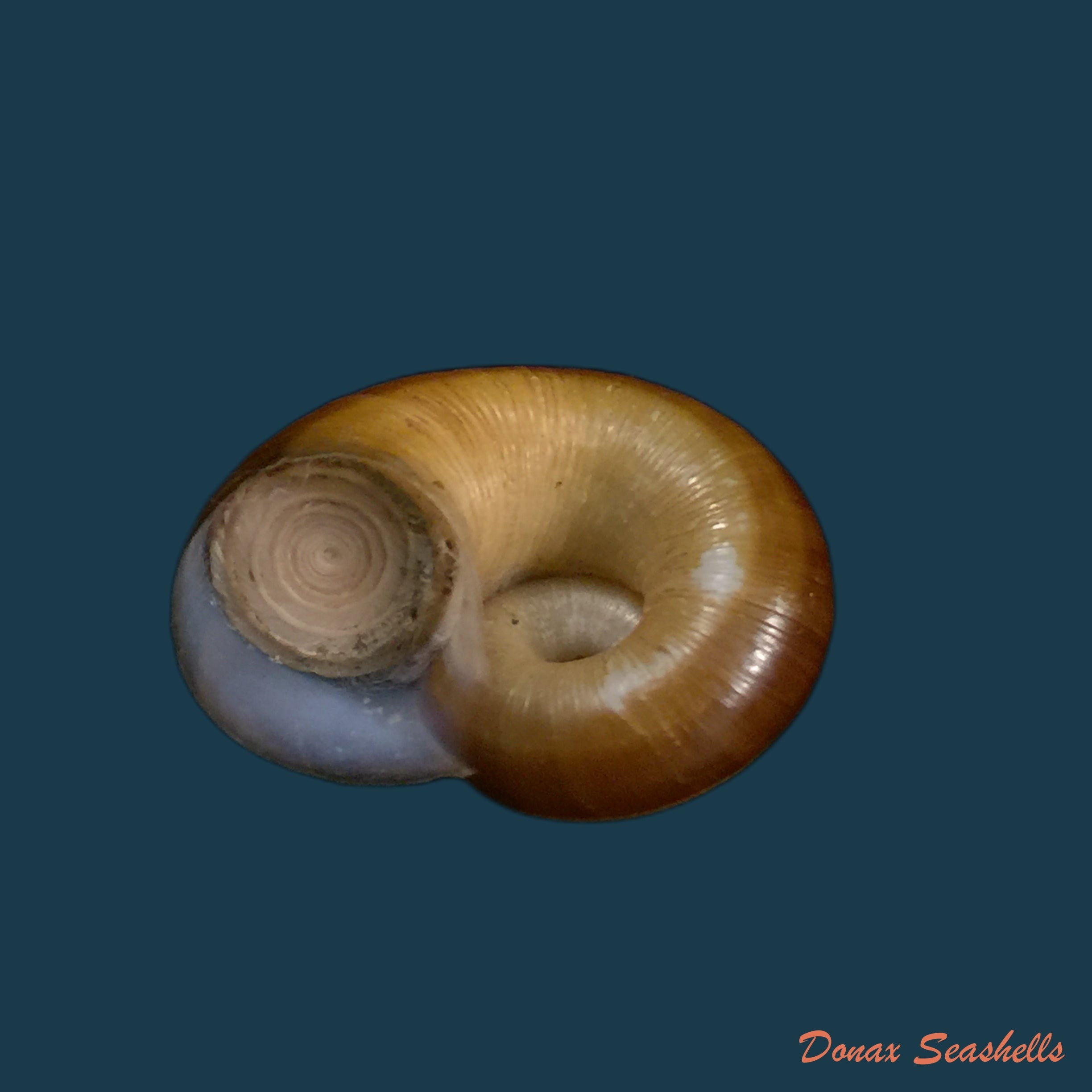 copia-de-aperostoma-fischeri-hidalgo-1867-29-8mm