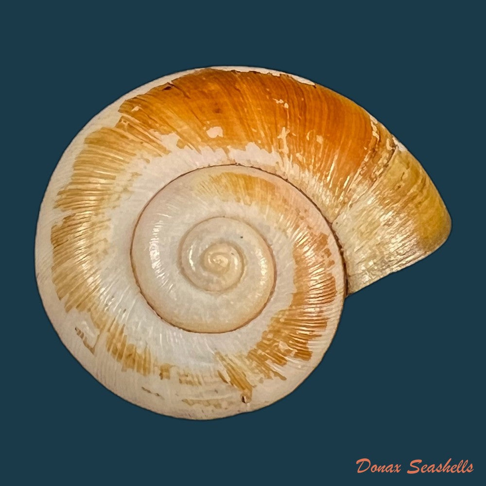 copia-de-aperostoma-fischeri-hidalgo-1867-30-9mm