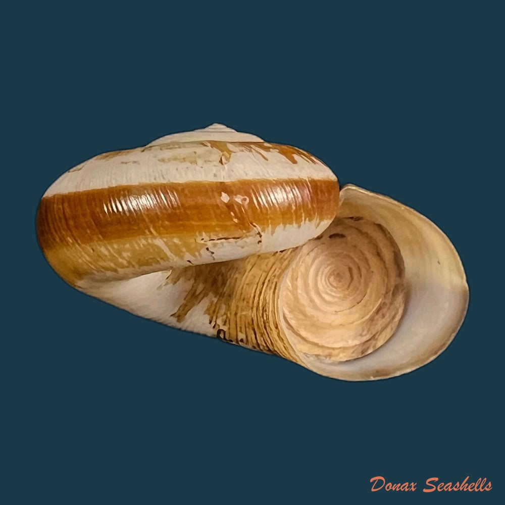 copia-de-aperostoma-fischeri-hidalgo-1867-30-9mm