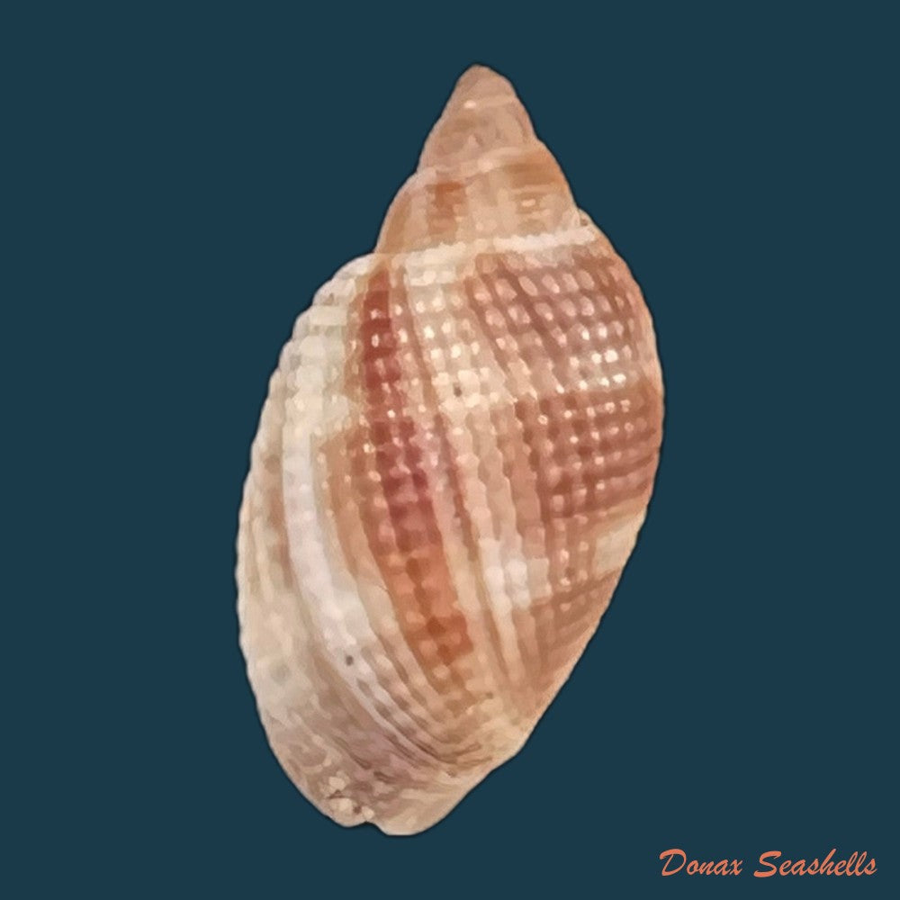 copia-de-aphera-tessellata-g-b-sowerby-i-1832-13-5mm