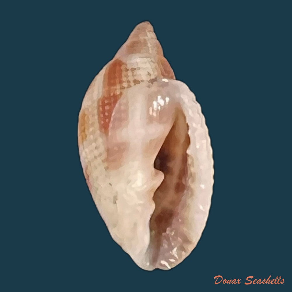 copia-de-aphera-tessellata-g-b-sowerby-i-1832-13-5mm