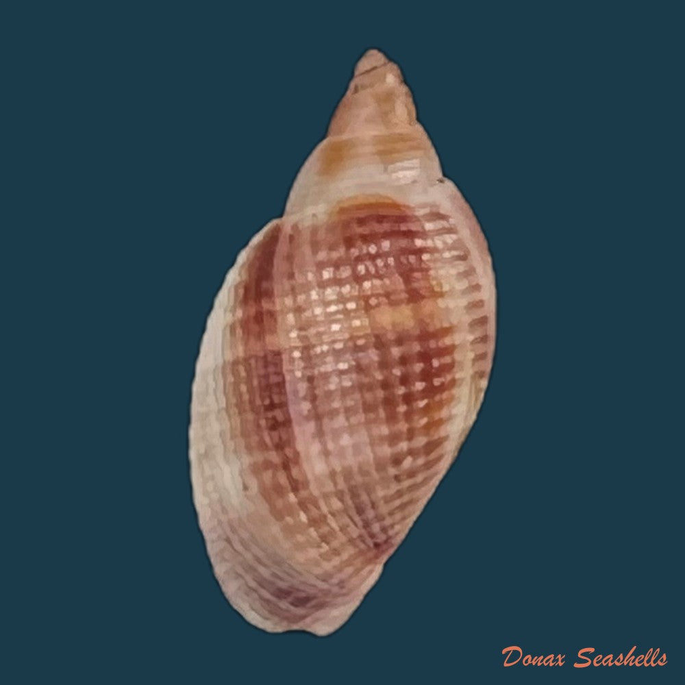 copia-de-aphera-tessellata-g-b-sowerby-i-1832-13-6mm
