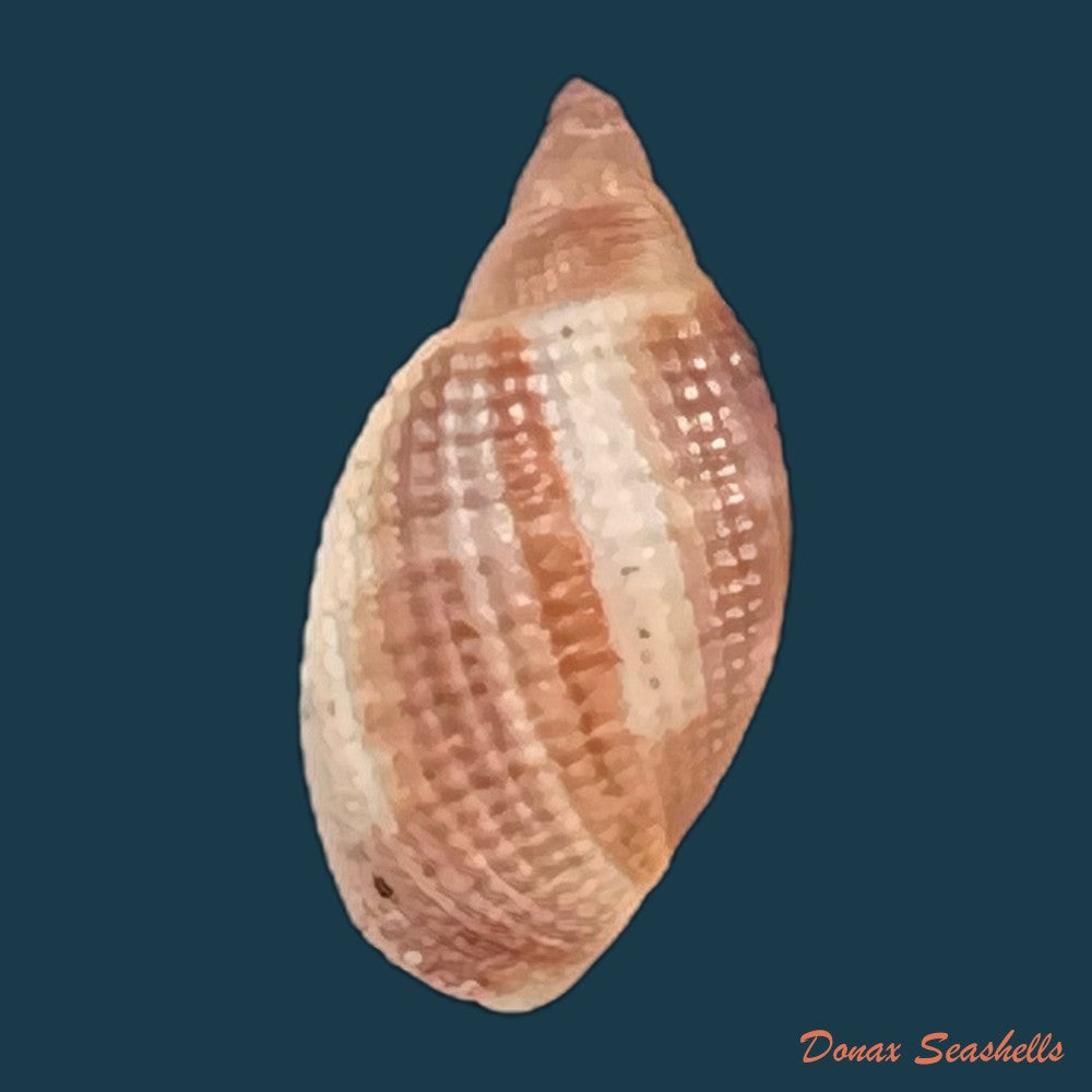 copia-de-aphera-tessellata-g-b-sowerby-i-1832-13-7mm