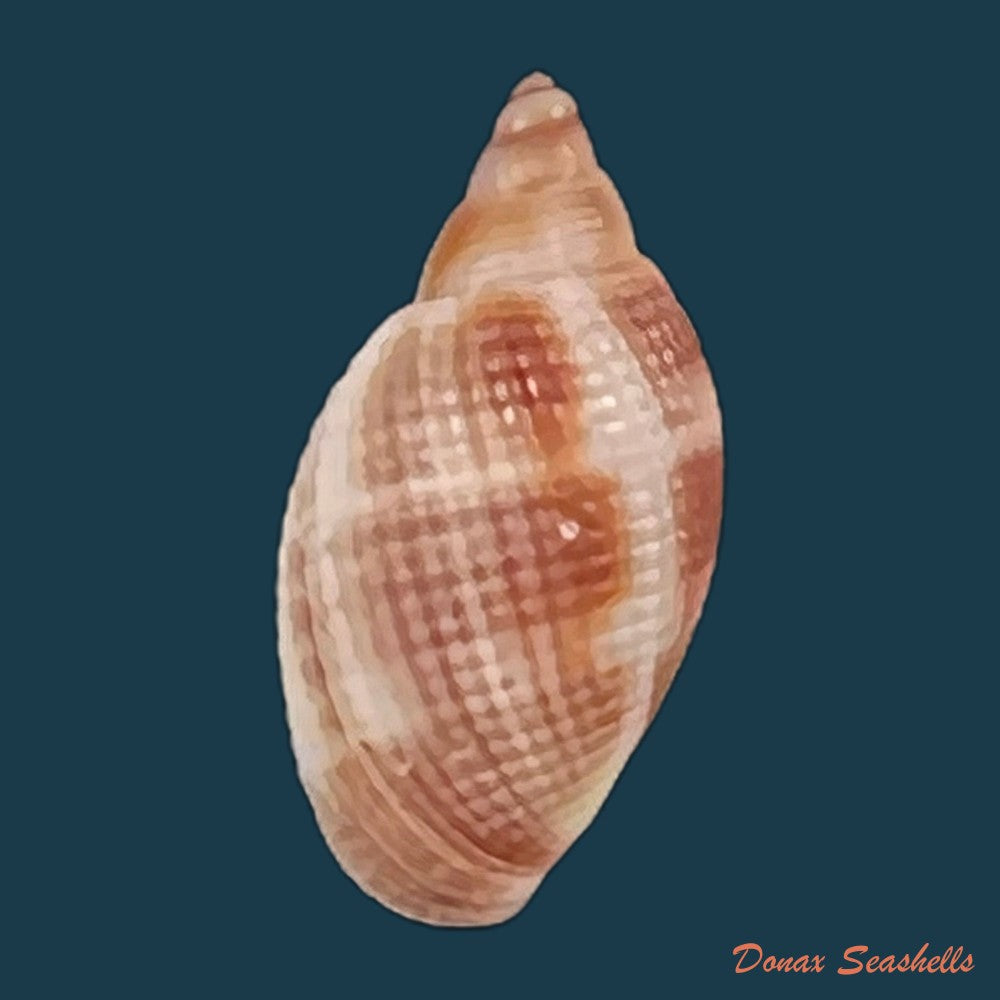 copia-de-aphera-tessellata-g-b-sowerby-i-1832-14mm-1