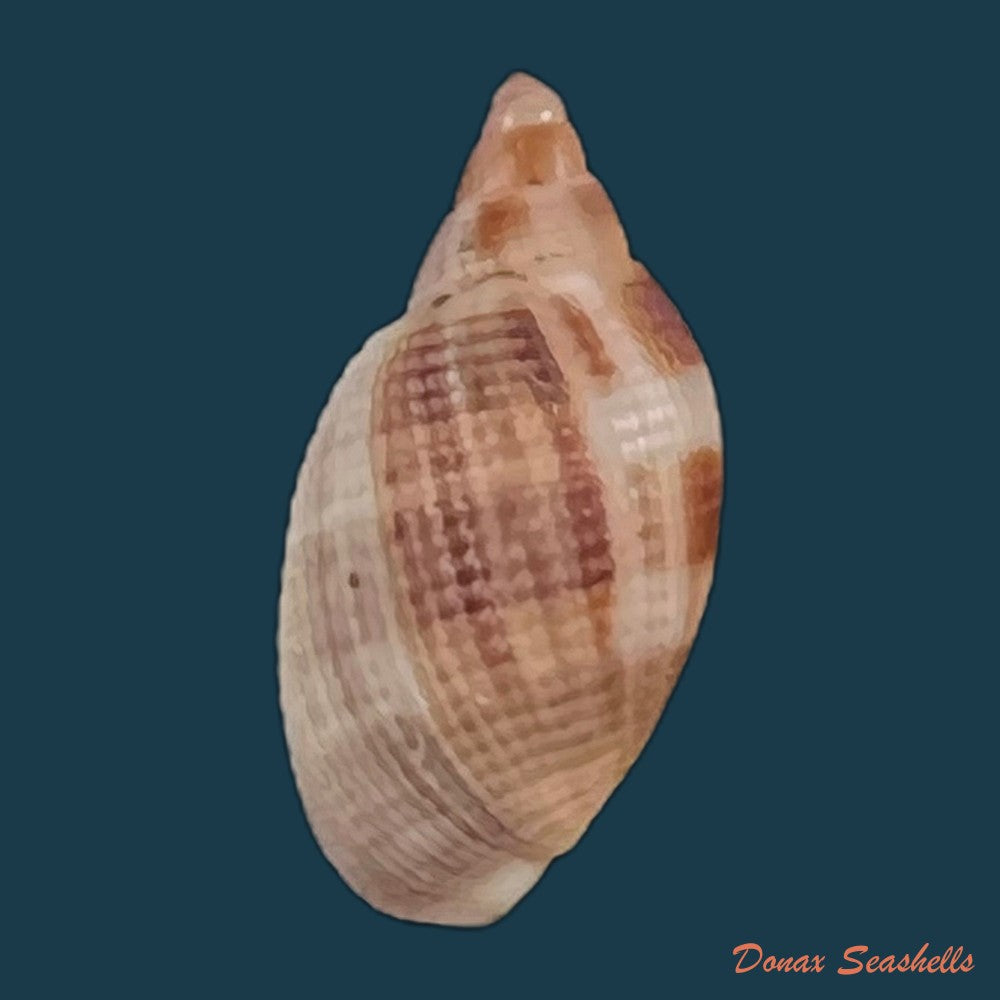 copia-de-aphera-tessellata-g-b-sowerby-i-1832-14mm