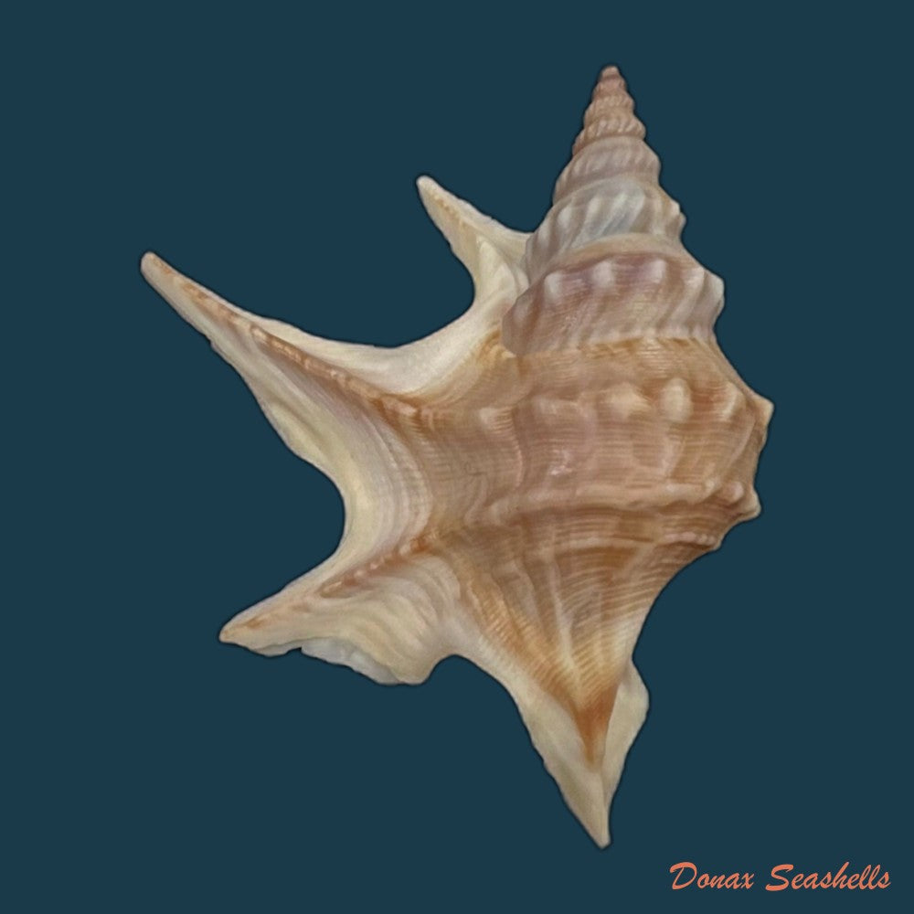 copia-de-aporrhais-pespelecani-linnaeus-1758-31-6mm-3