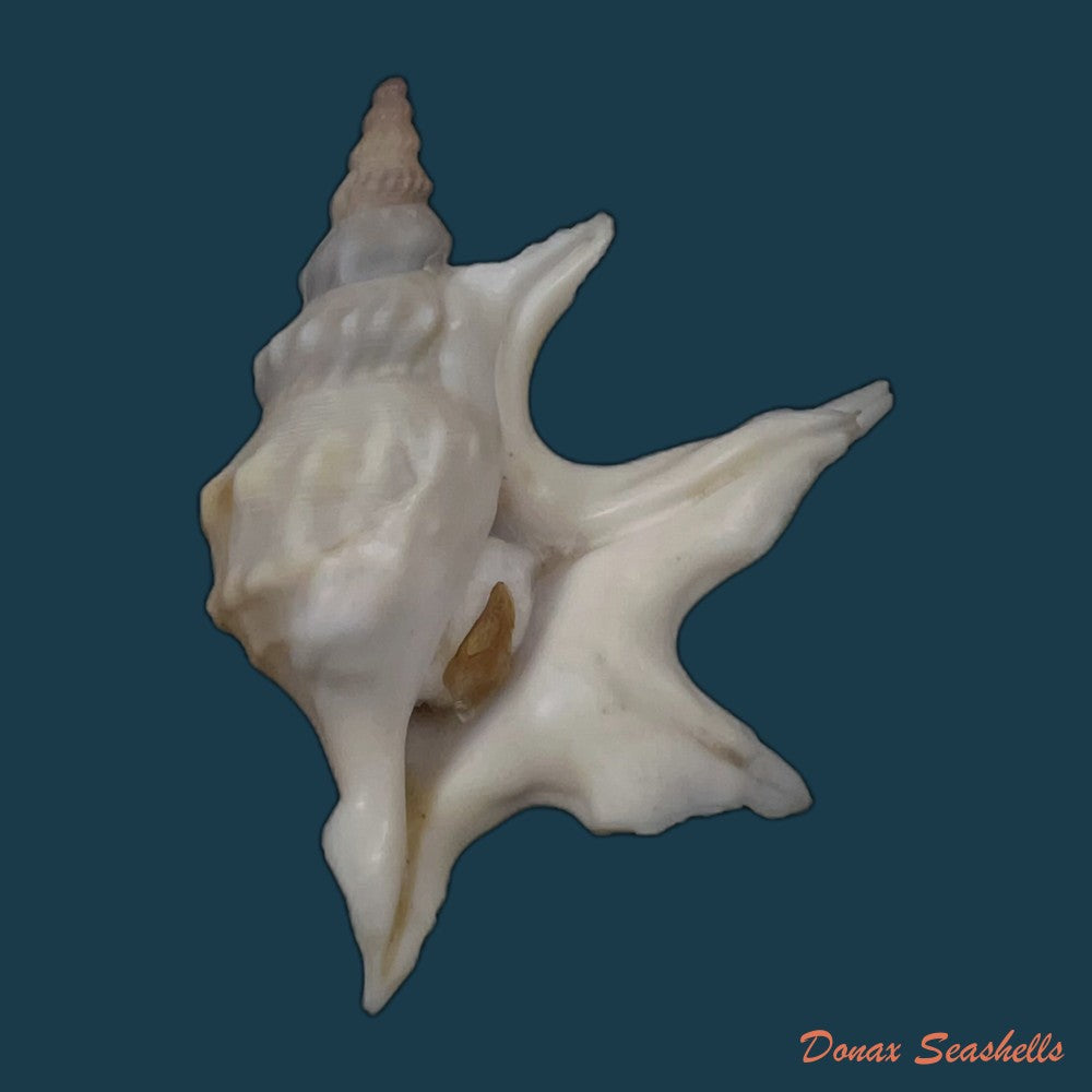 copia-de-aporrhais-pespelecani-linnaeus-1758-31-6mm-3