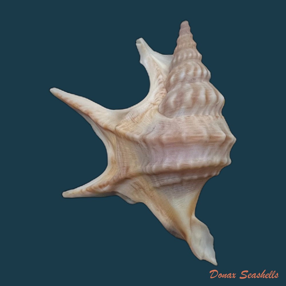 copia-de-aporrhais-pespelecani-linnaeus-1758-44-9mm