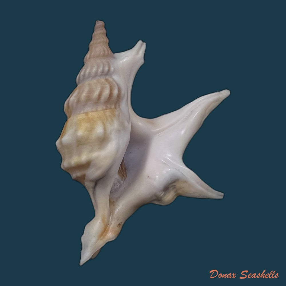 copia-de-aporrhais-pespelecani-linnaeus-1758-44-9mm
