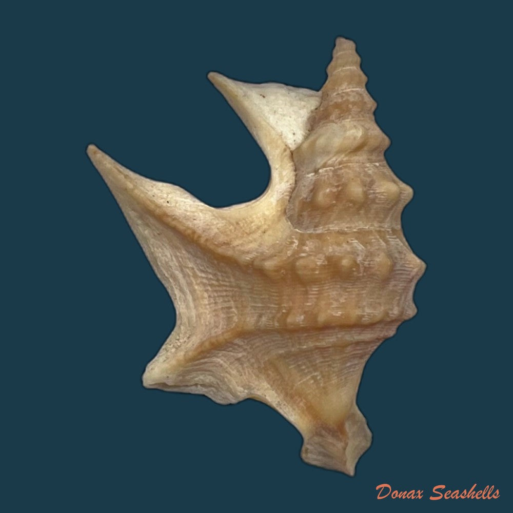 copia-de-aporrhais-pespelecani-linnaeus-1758-45-1mm