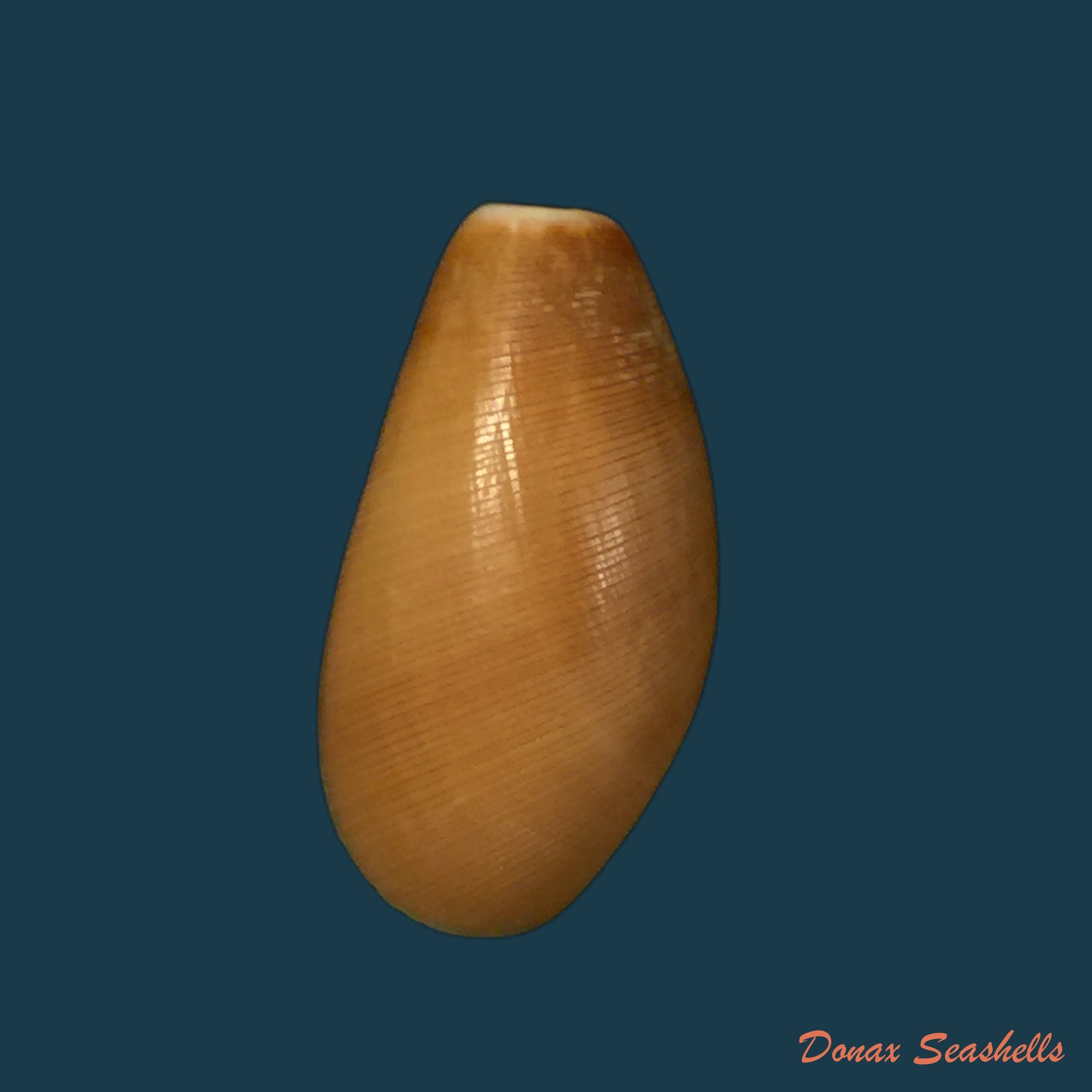 copia-de-aporrhais-senegalensis-gray-1838-19-1mm