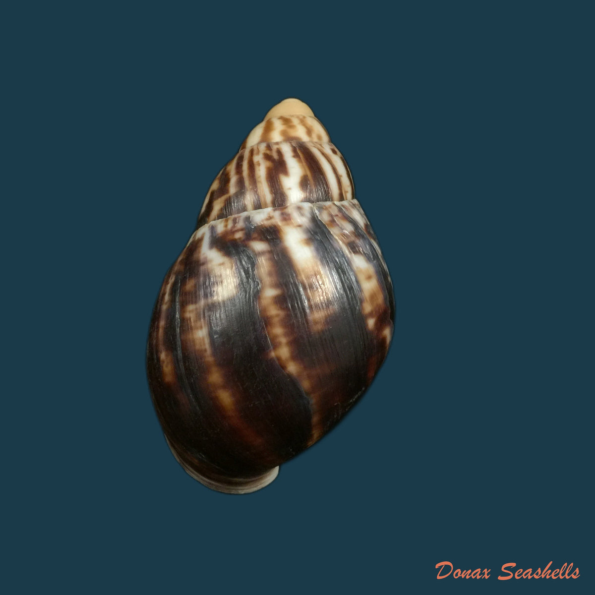 copia-de-archachatina-marginata-egregia-dautzenberg-1921-96-5mm-1