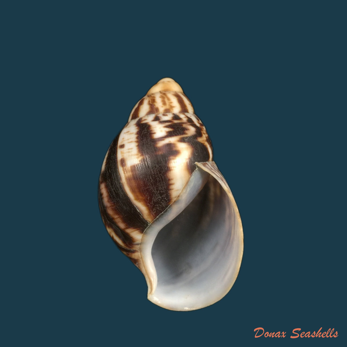 copia-de-archachatina-marginata-egregia-dautzenberg-1921-96-5mm-1