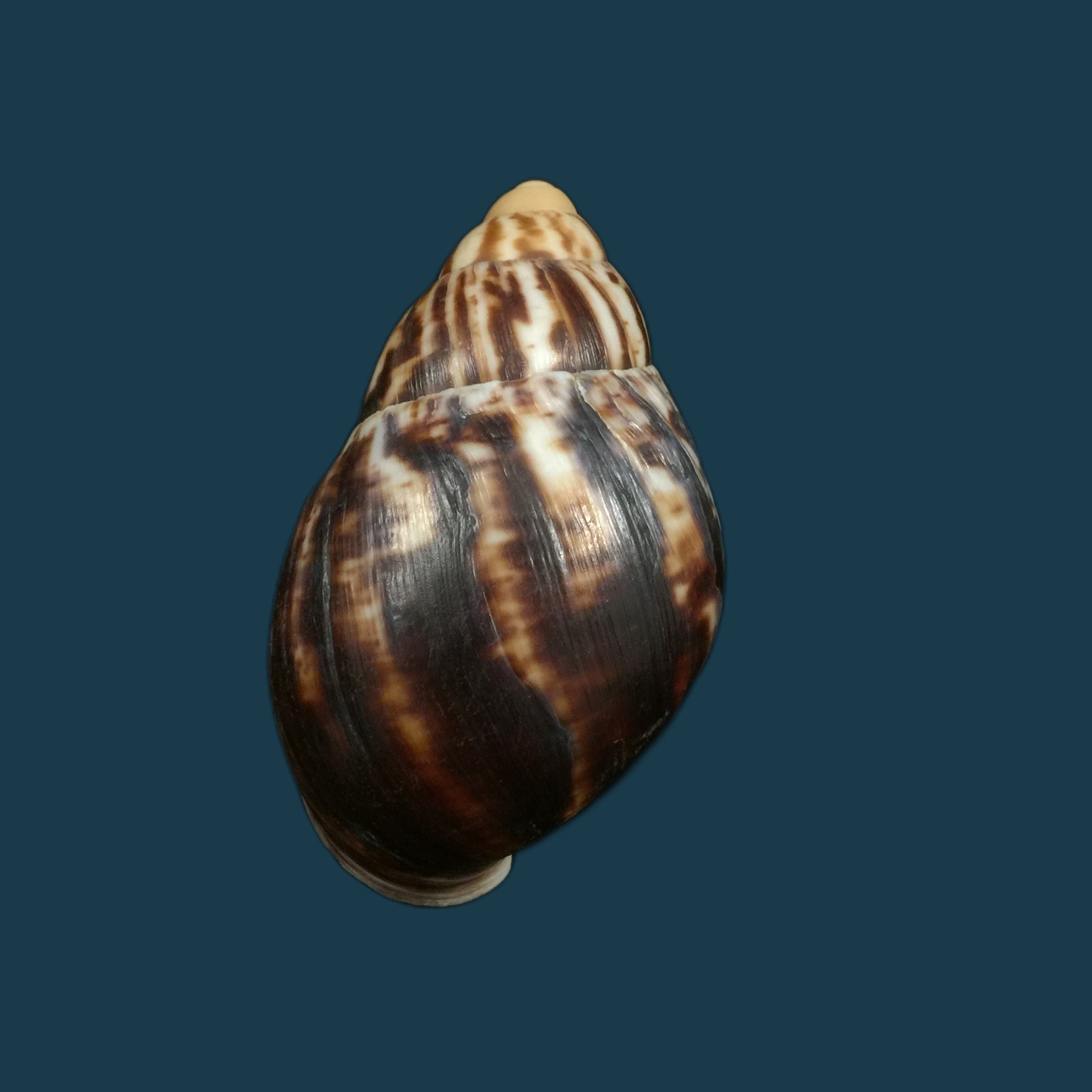 Archachatina marginata egregiella Bequaert &amp; Clench, 1936 - 93,7毫米