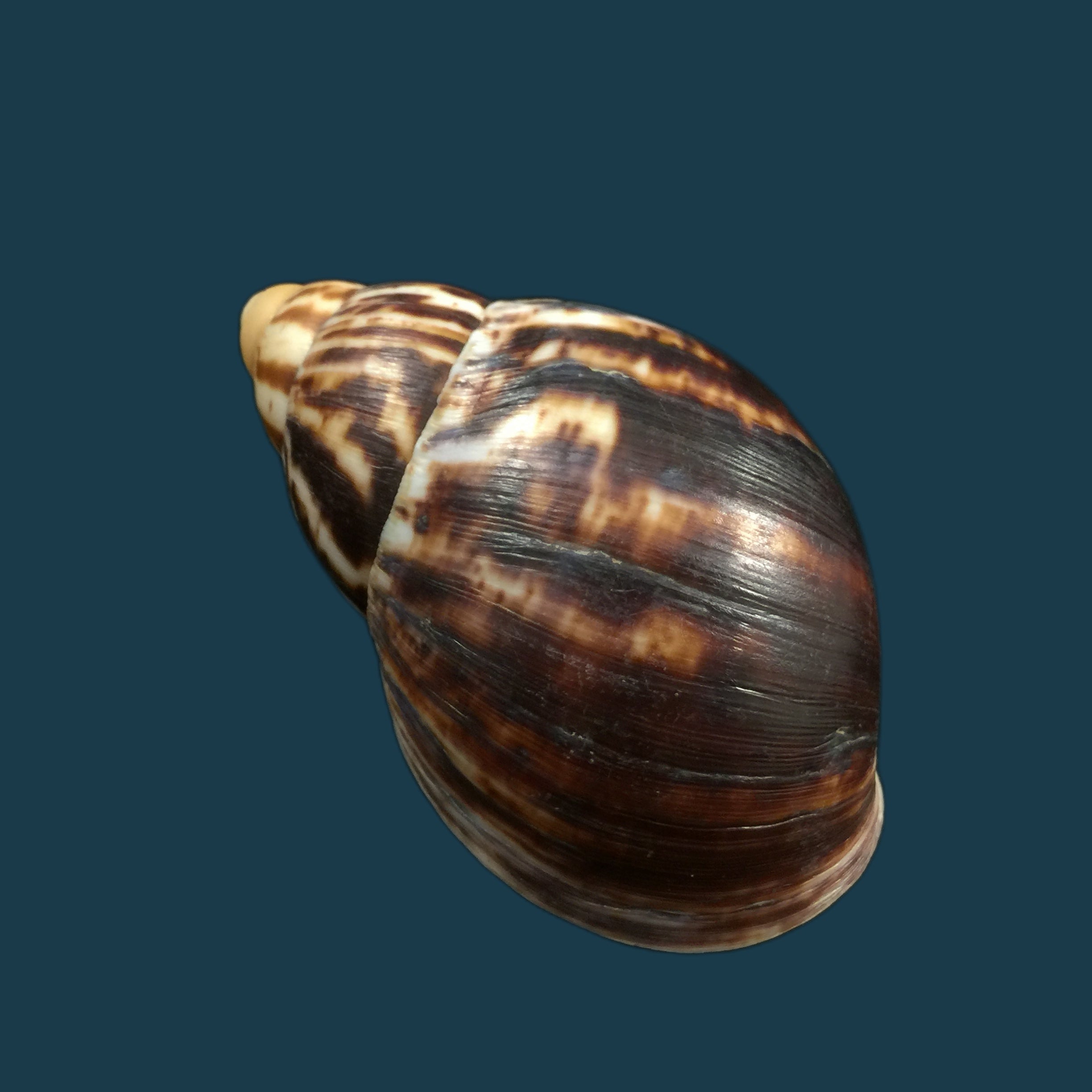 Archachatina marginata egregiella Bequaert &amp; Clench, 1936 - 93,7毫米