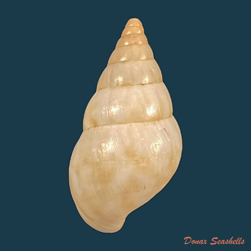 copia-de-archachatina-marginata-egregia-dautzenberg-1921-96-5mm-2