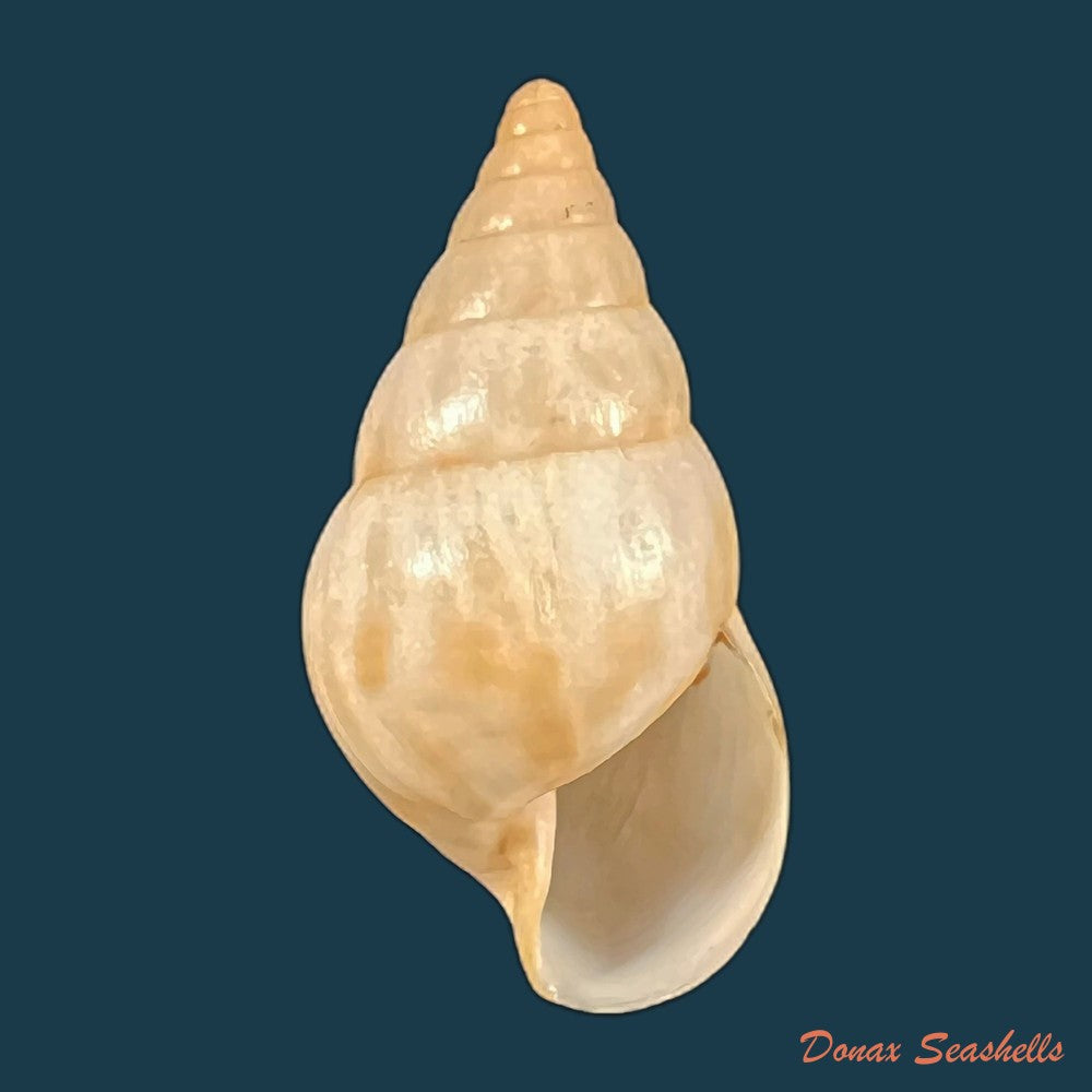 copia-de-archachatina-marginata-egregia-dautzenberg-1921-96-5mm-2