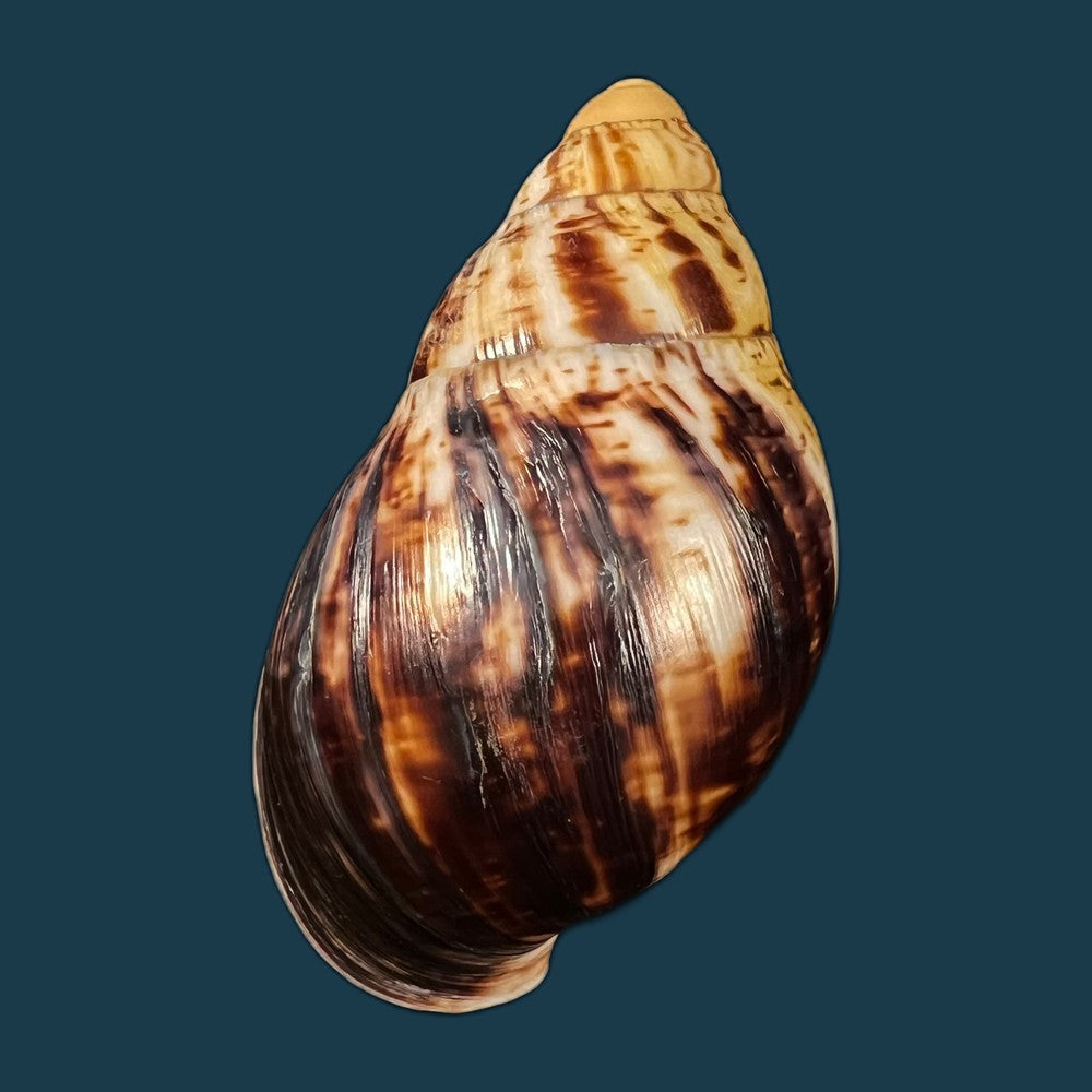 copia-de-archachatina-marginata-egregiella-bequaert-clench-1936-103-4mm