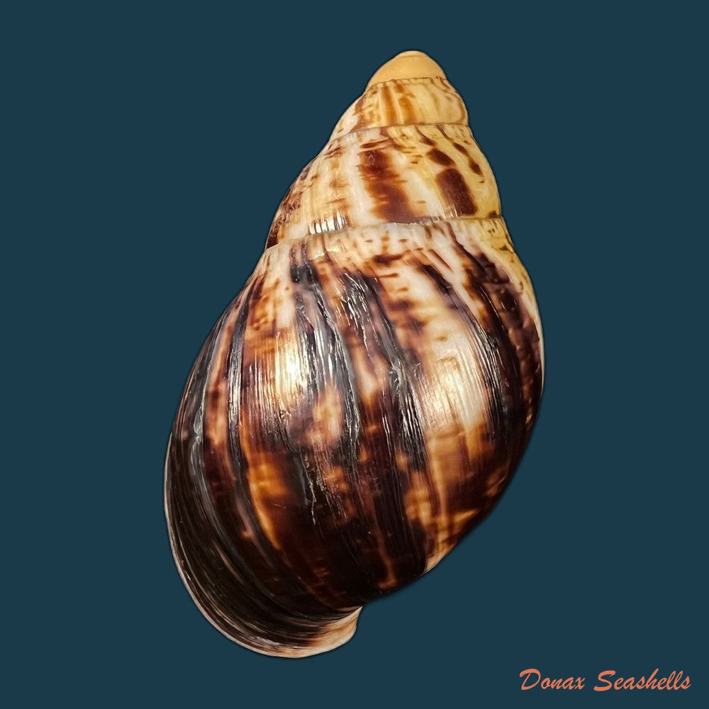 copia-de-archachatina-marginata-egregiella-bequaert-clench-1936-103-4mm