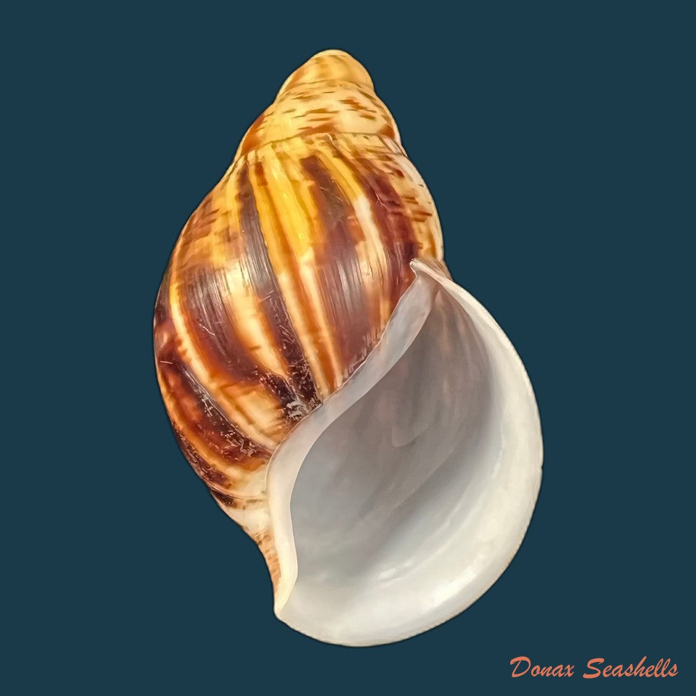 copia-de-archachatina-marginata-egregiella-bequaert-clench-1936-103-4mm