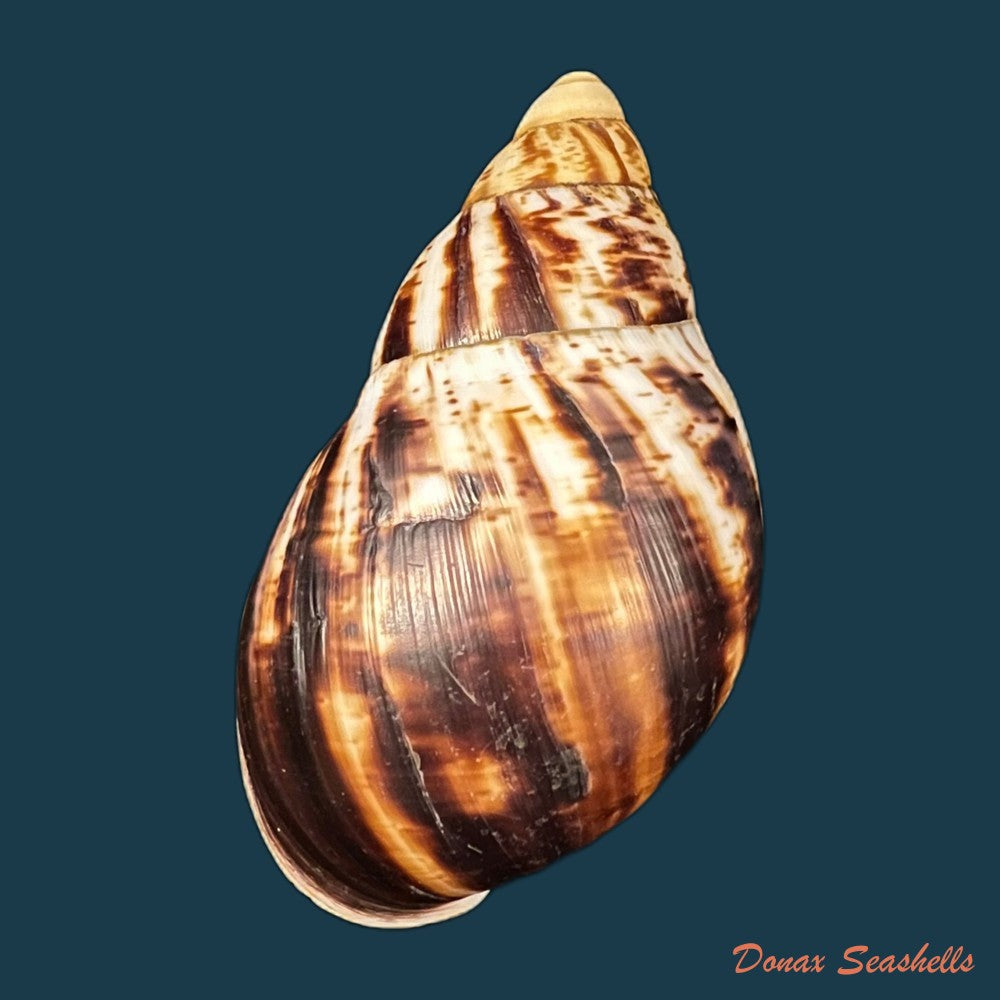 copia-de-archachatina-marginata-egregiella-bequaert-clench-1936-107mm