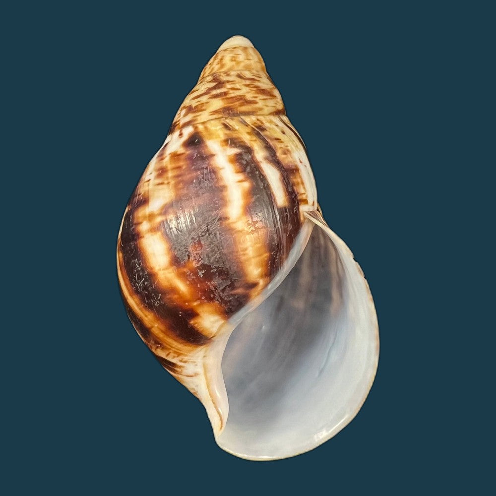 copia-de-archachatina-marginata-egregiella-bequaert-clench-1936-107mm