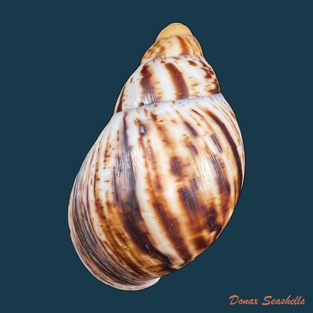 copia-de-archachatina-marginata-egregiella-bequaert-clench-1936-110-3mm