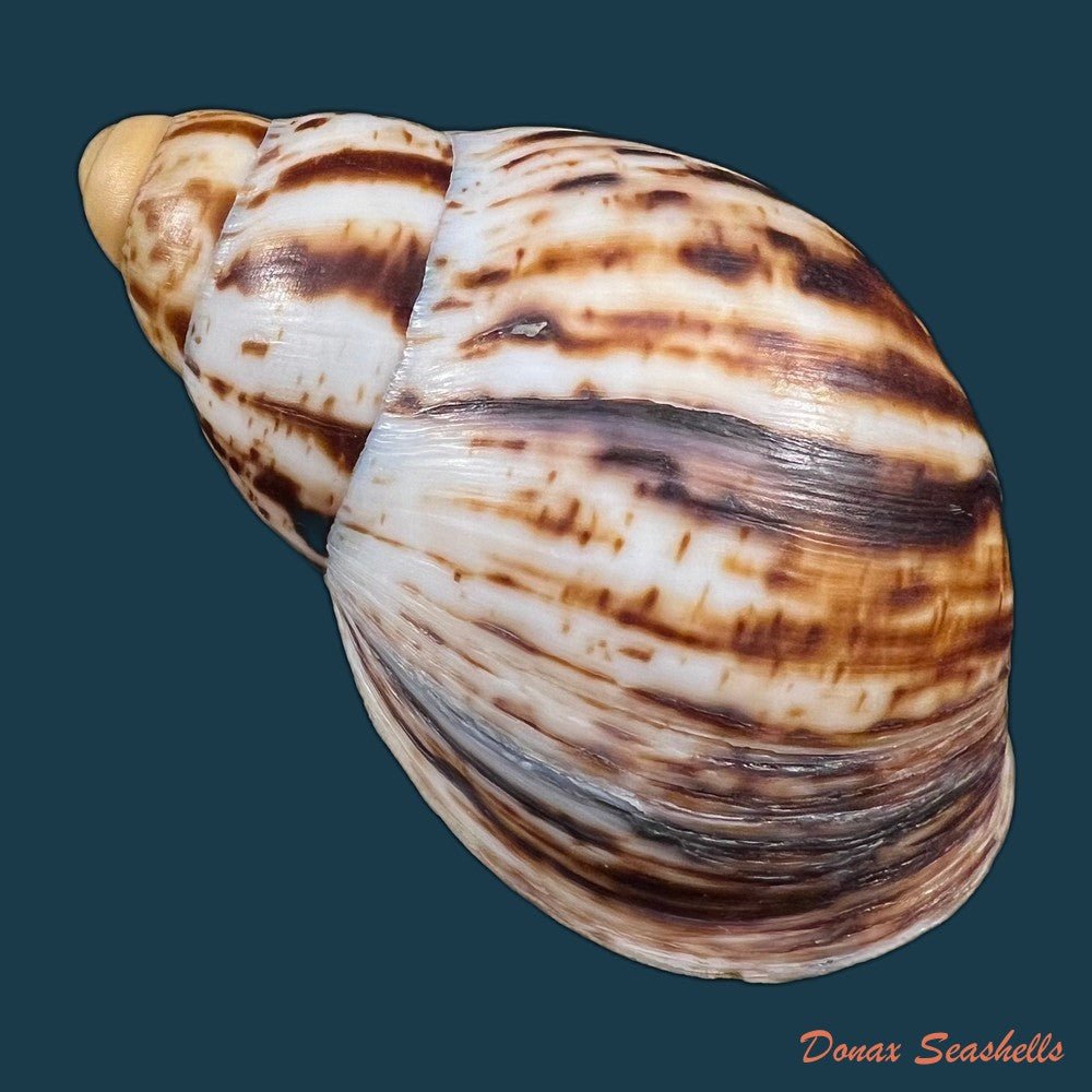 copia-de-archachatina-marginata-egregiella-bequaert-clench-1936-110-3mm