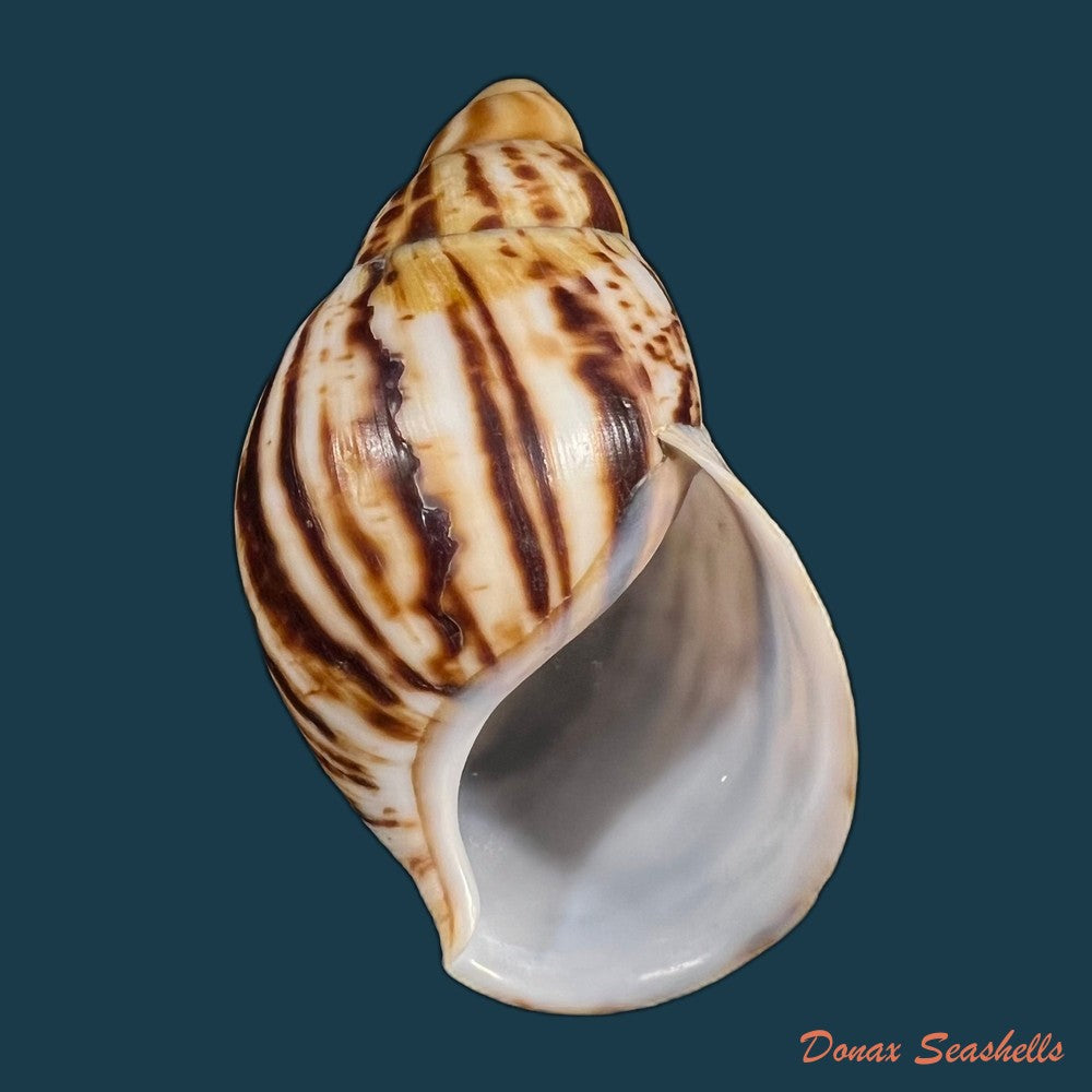 copia-de-archachatina-marginata-egregiella-bequaert-clench-1936-110-3mm