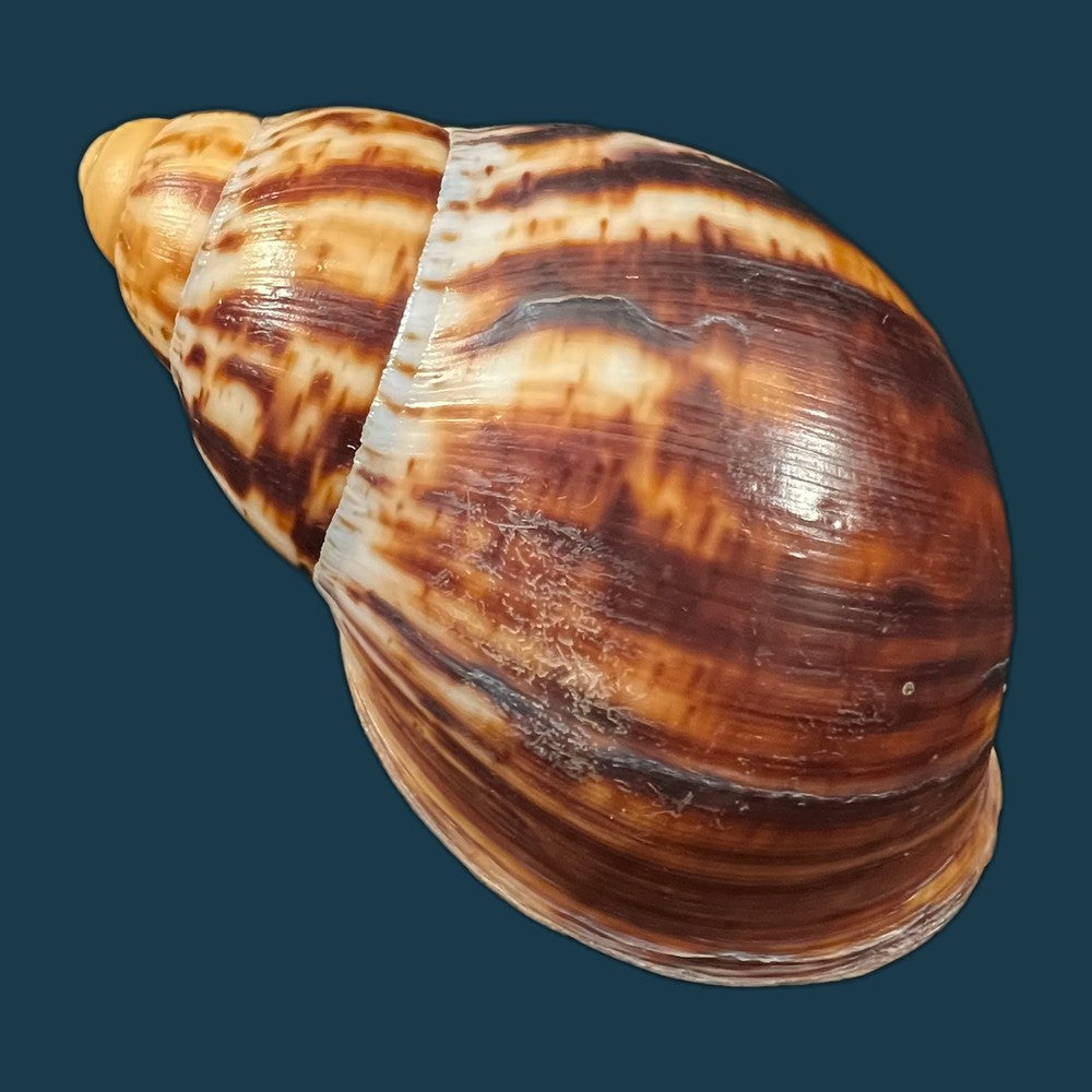 copia-de-archachatina-marginata-egregiella-bequaert-clench-1936-92-7mm