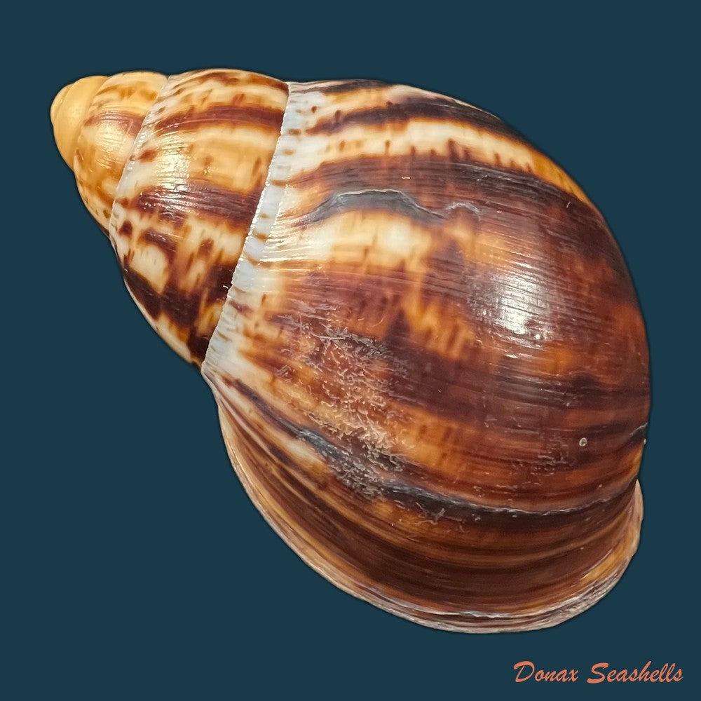 copia-de-archachatina-marginata-egregiella-bequaert-clench-1936-92-7mm