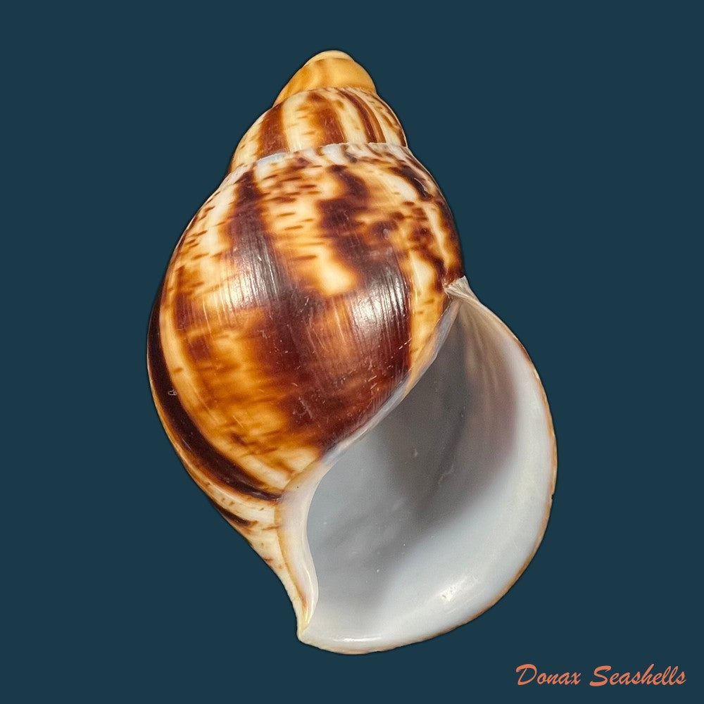 copia-de-archachatina-marginata-egregiella-bequaert-clench-1936-92-7mm