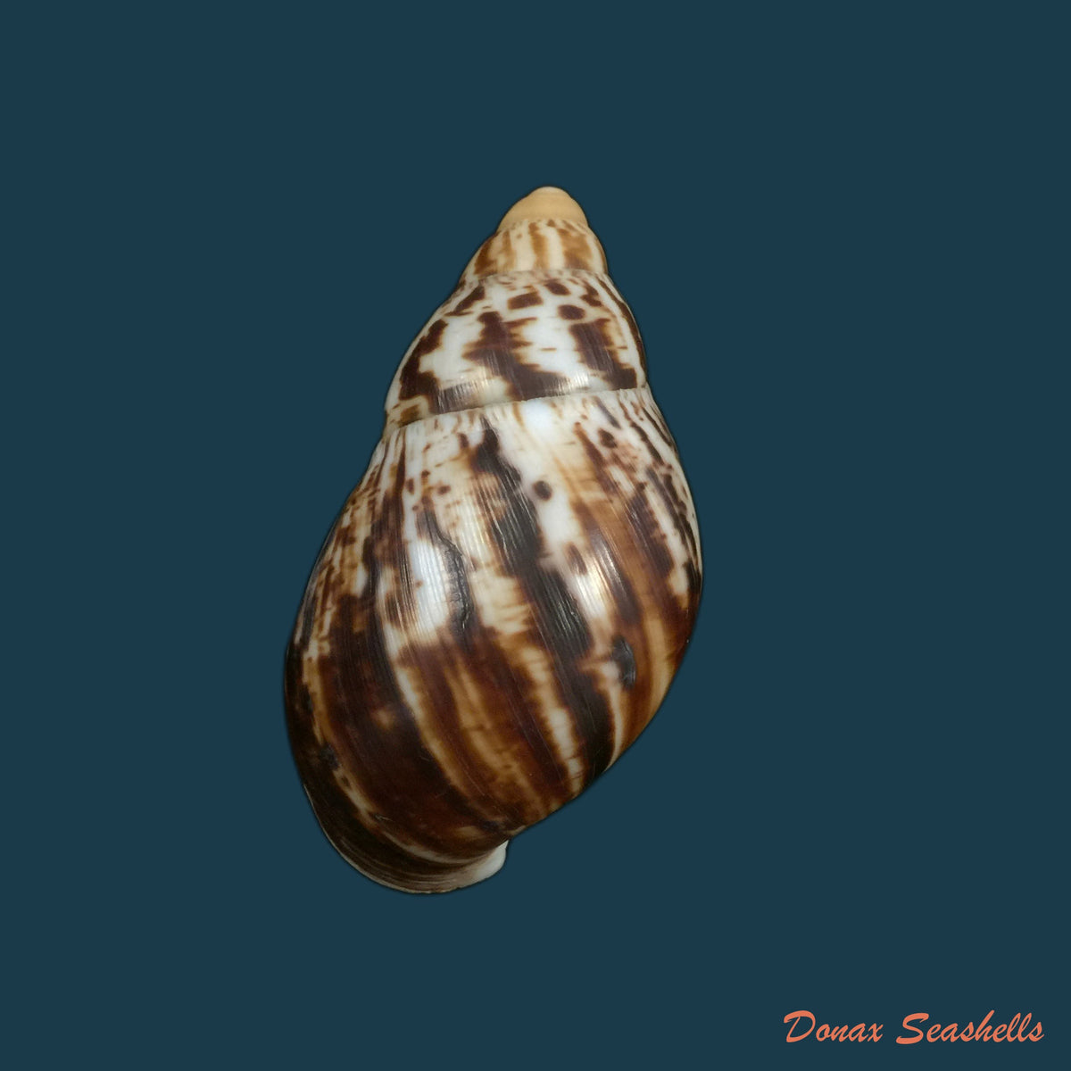 copia-de-archachatina-marginata-egregiella-bequaert-clench-1936-93-7mm