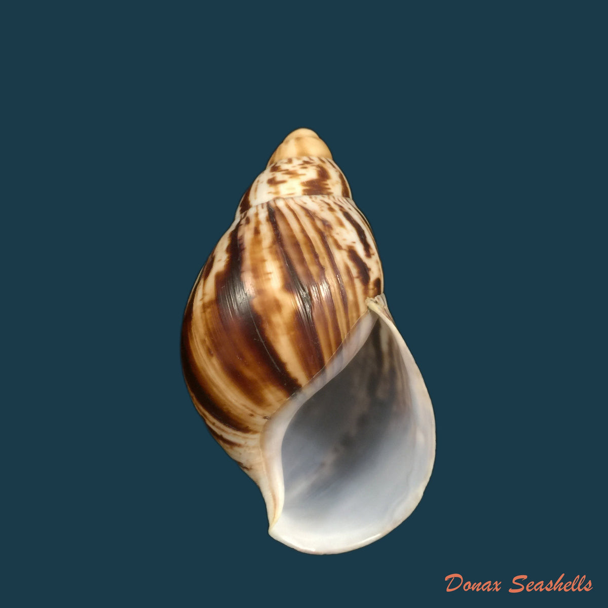 copia-de-archachatina-marginata-egregiella-bequaert-clench-1936-93-7mm