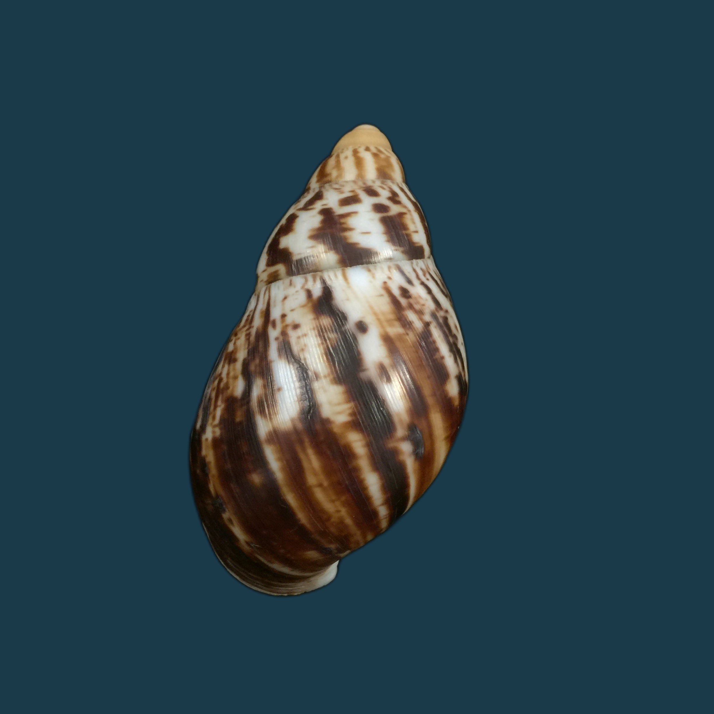 Archachatina marginata egregiella Bequaert &amp; Clench, 1936 - 103,4mm
