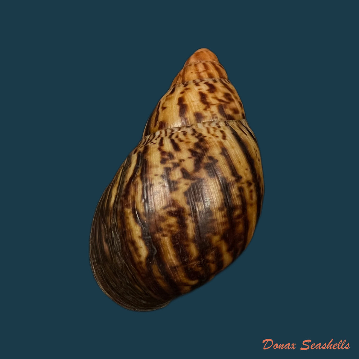 copia-de-archachatina-marginata-suturalis-philippi-1849-106-6mm-1