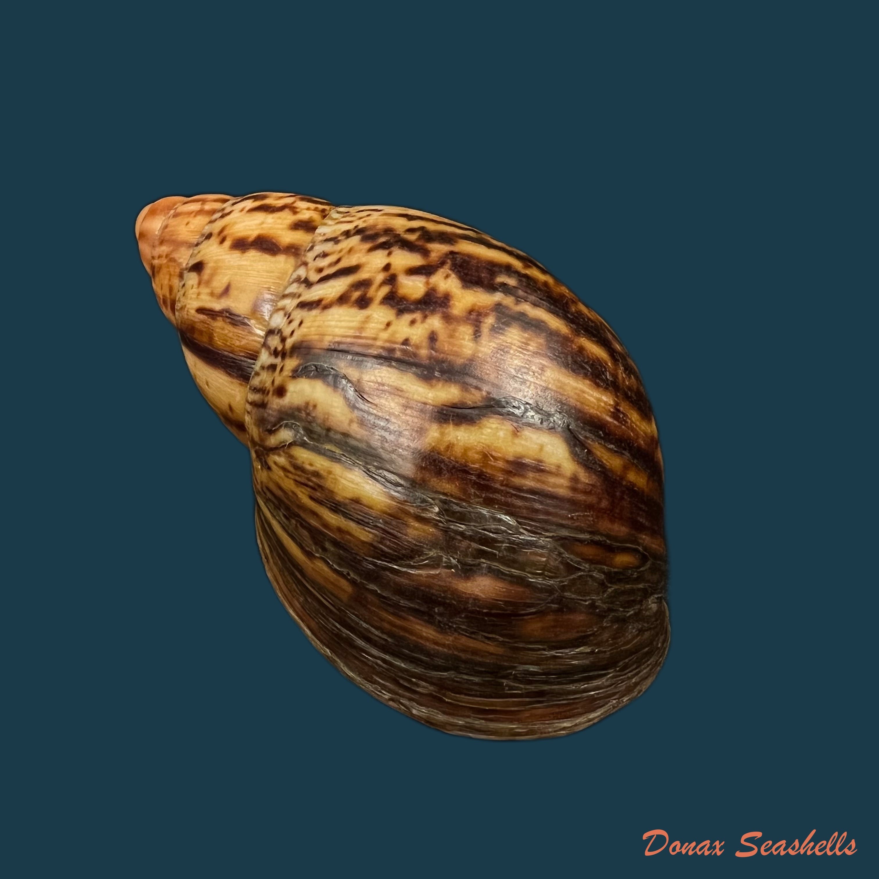 copia-de-archachatina-marginata-suturalis-philippi-1849-106-6mm-1