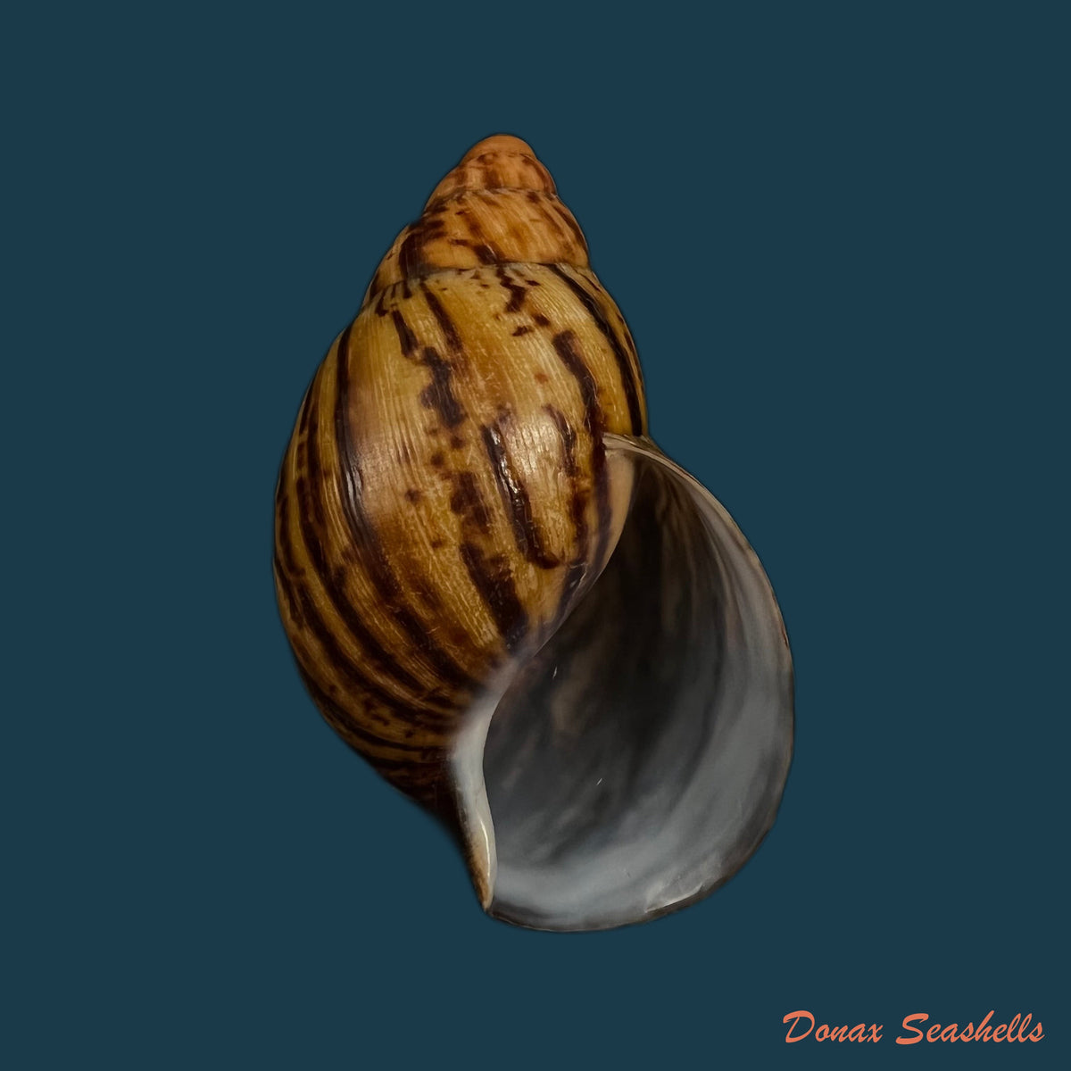 copia-de-archachatina-marginata-suturalis-philippi-1849-106-6mm-1