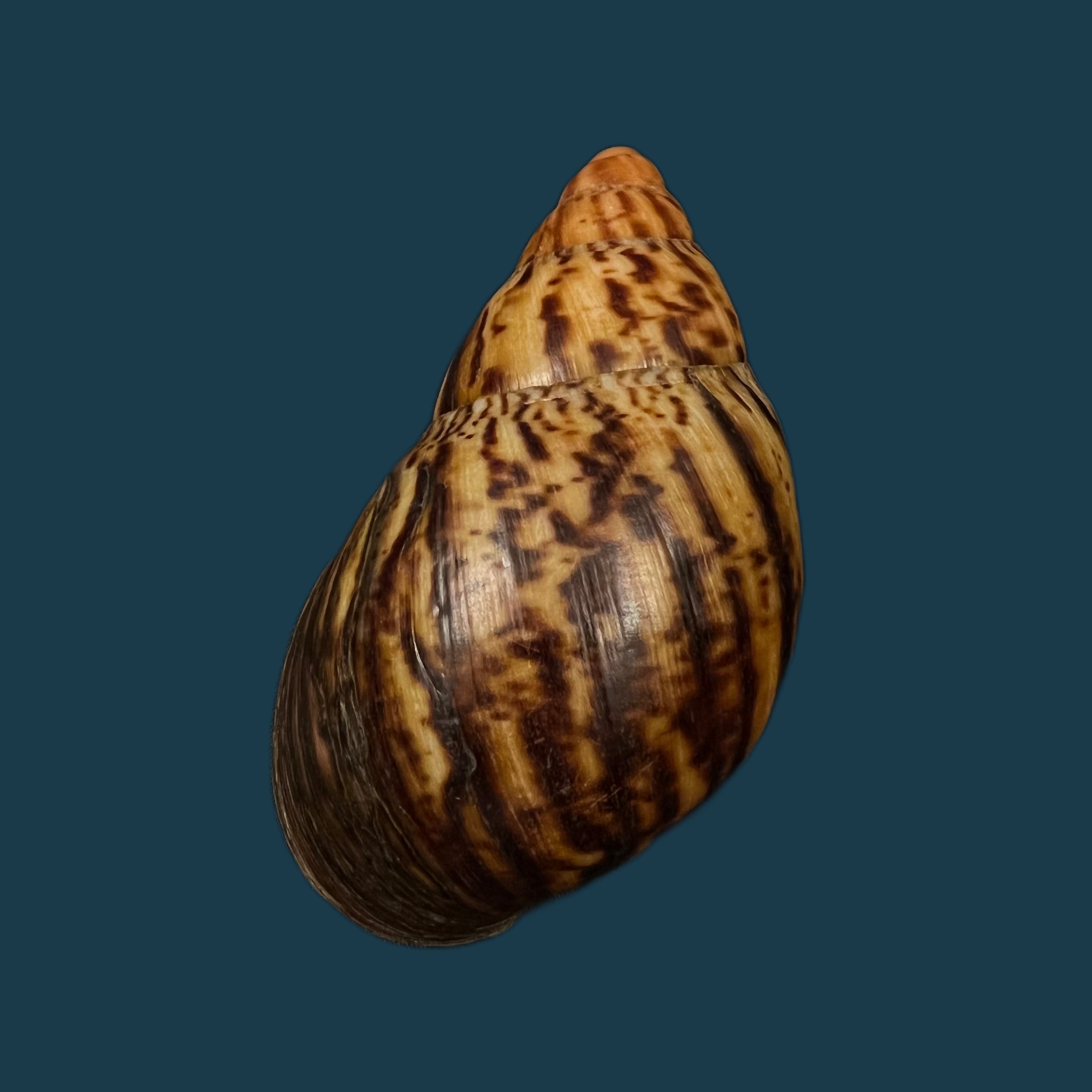 Archachatina marginata egregia (Dautzenberg, 1921) - 96,5mm