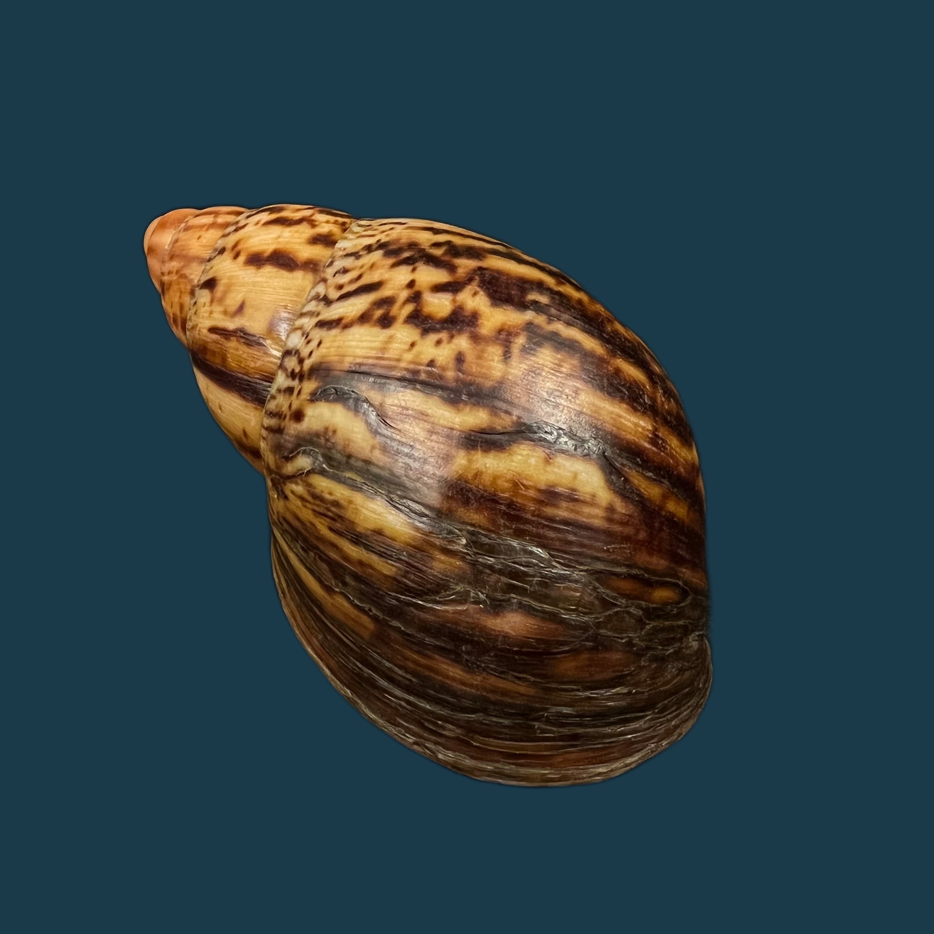 Archachatina marginata egregia (Dautzenberg, 1921) - 96,5mm