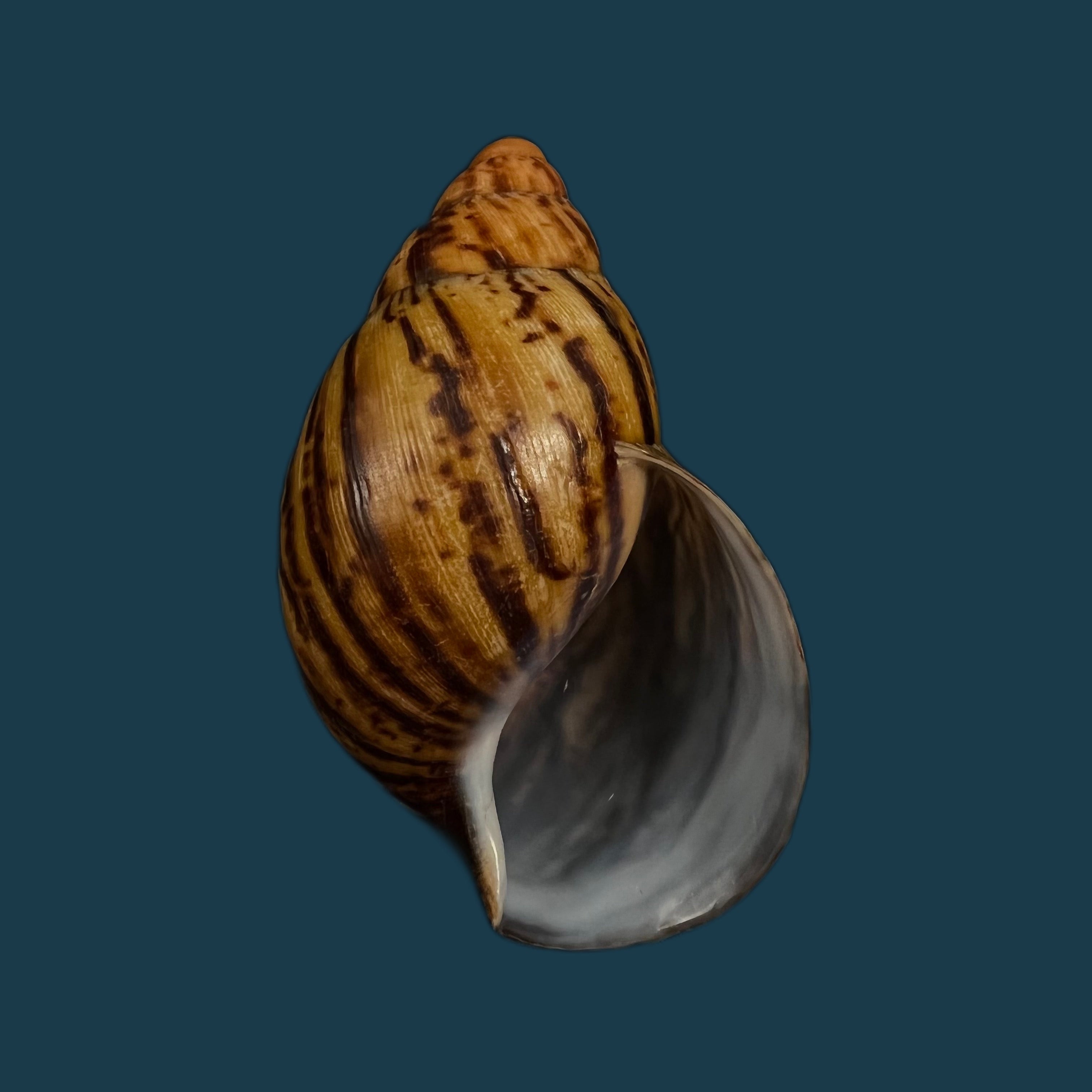 Archachatina marginata egregia (Dautzenberg, 1921) - 96,5mm