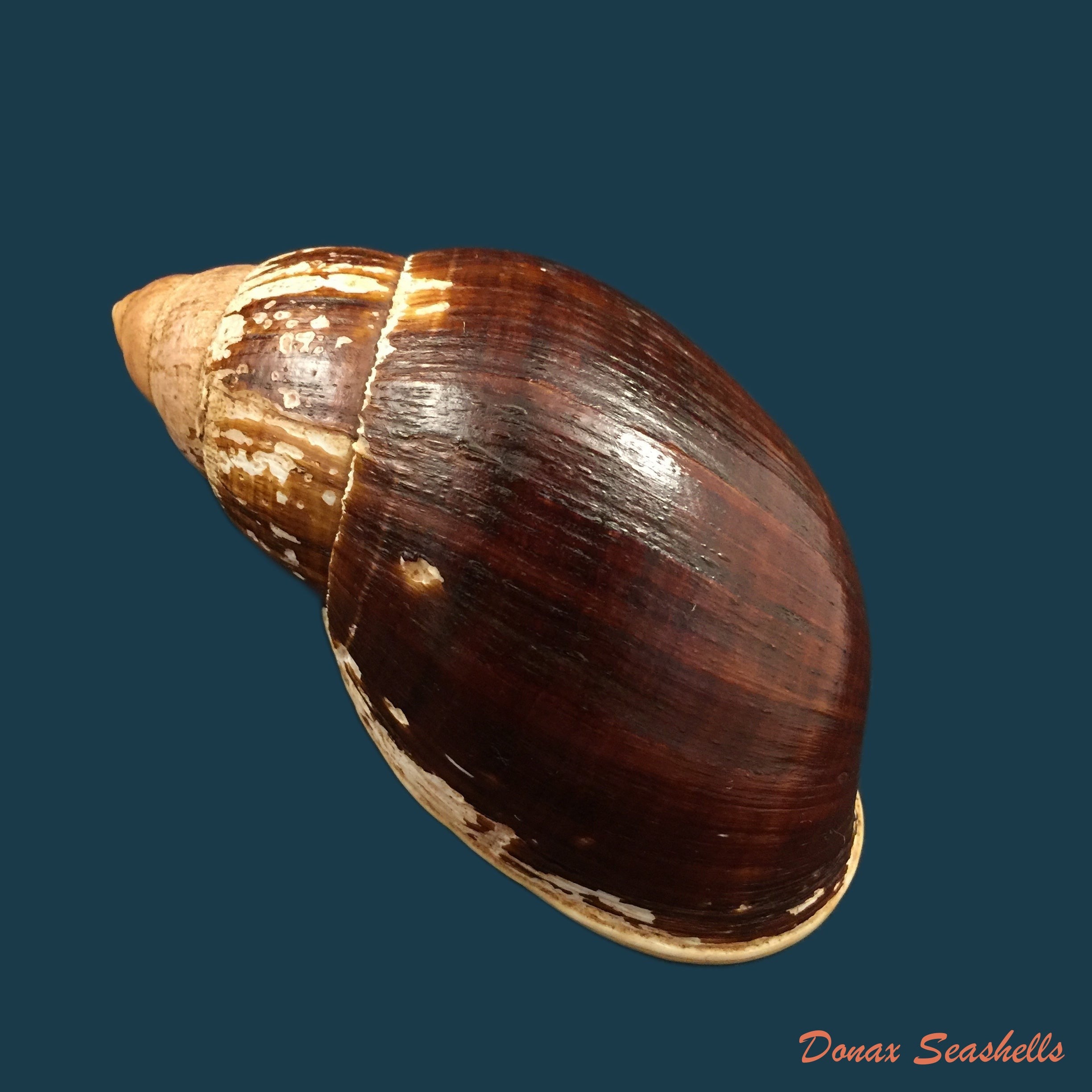 copia-de-archachatina-marginata-suturalis-philippi-1849-106-6mm