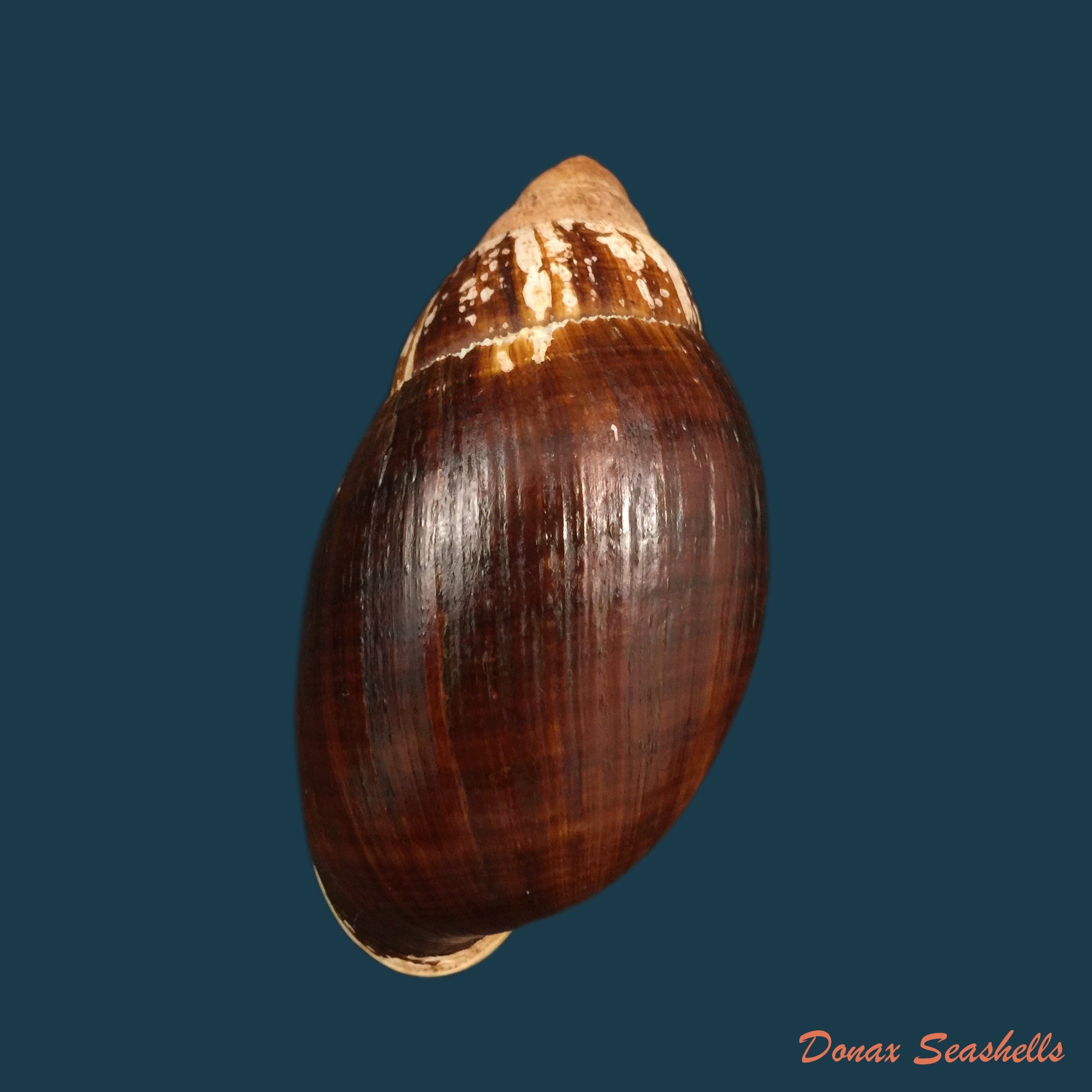copia-de-archachatina-marginata-suturalis-philippi-1849-106-6mm