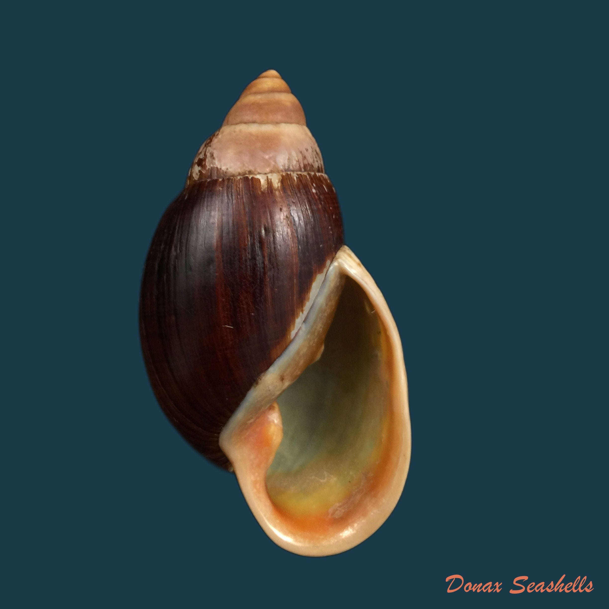 copia-de-archachatina-marginata-suturalis-philippi-1849-106-6mm