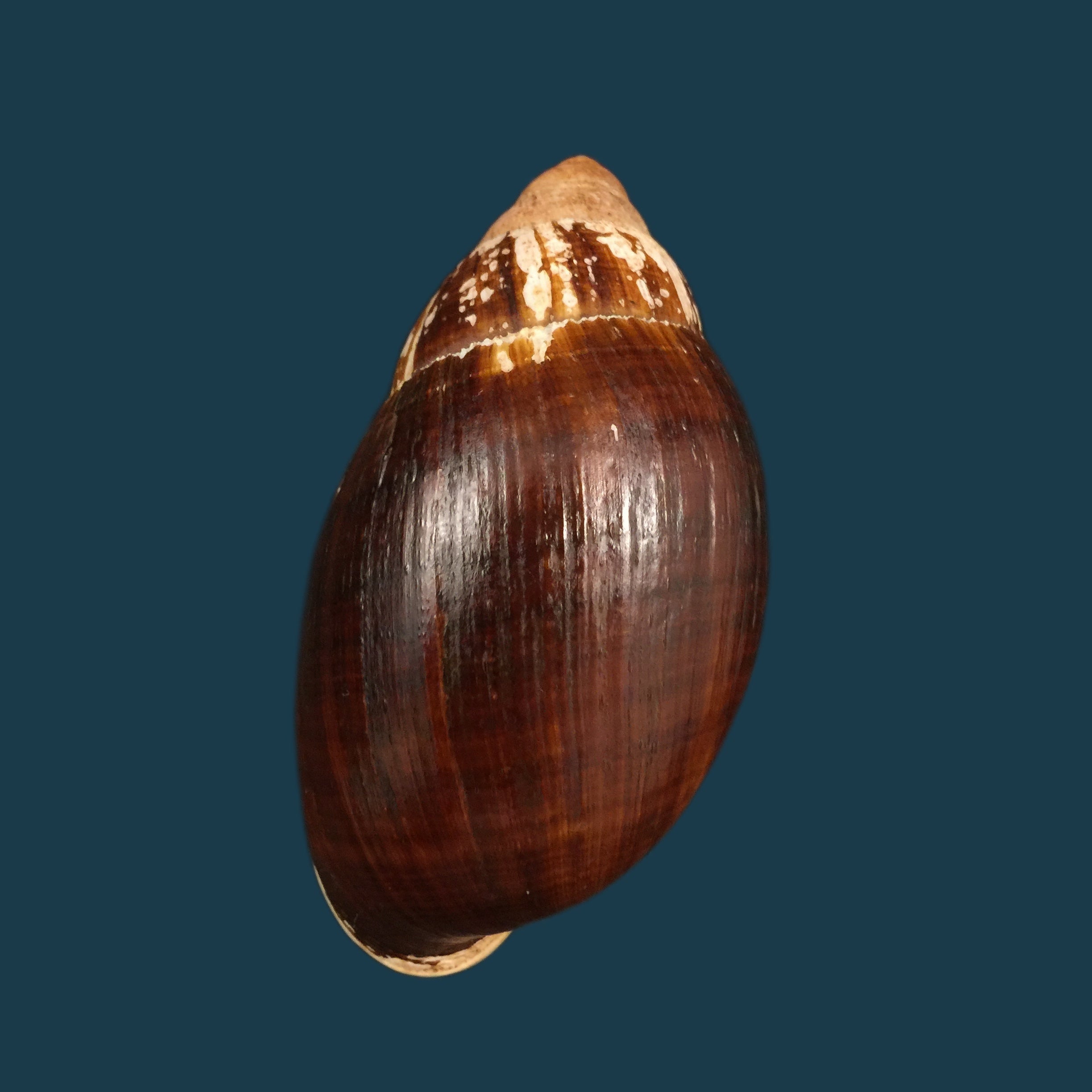 Placostylus fibratus (Martyn,1784) - 106mm
