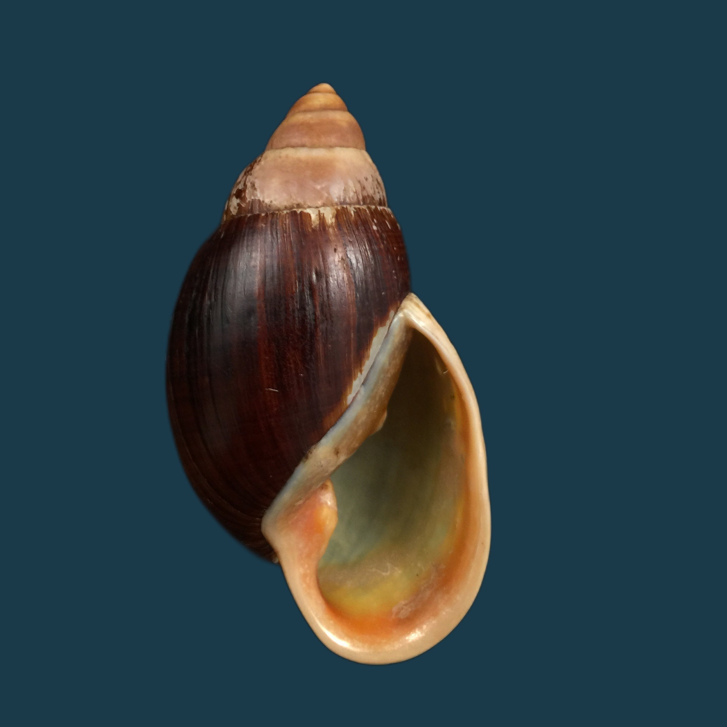 Placostylus fibratus (Martyn,1784) - 106mm