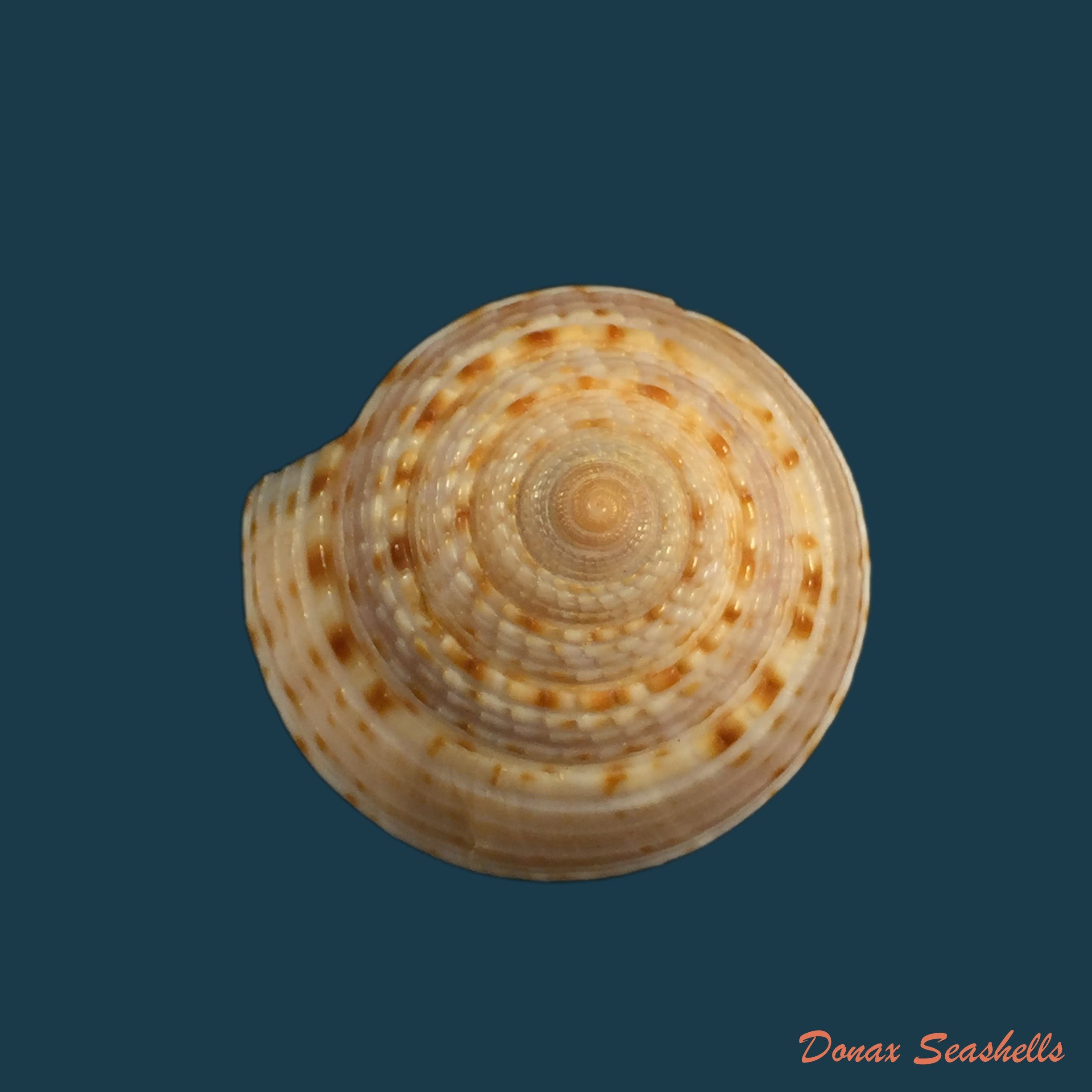 copia-de-architectonica-nobilis-roding-1798-26-9mm