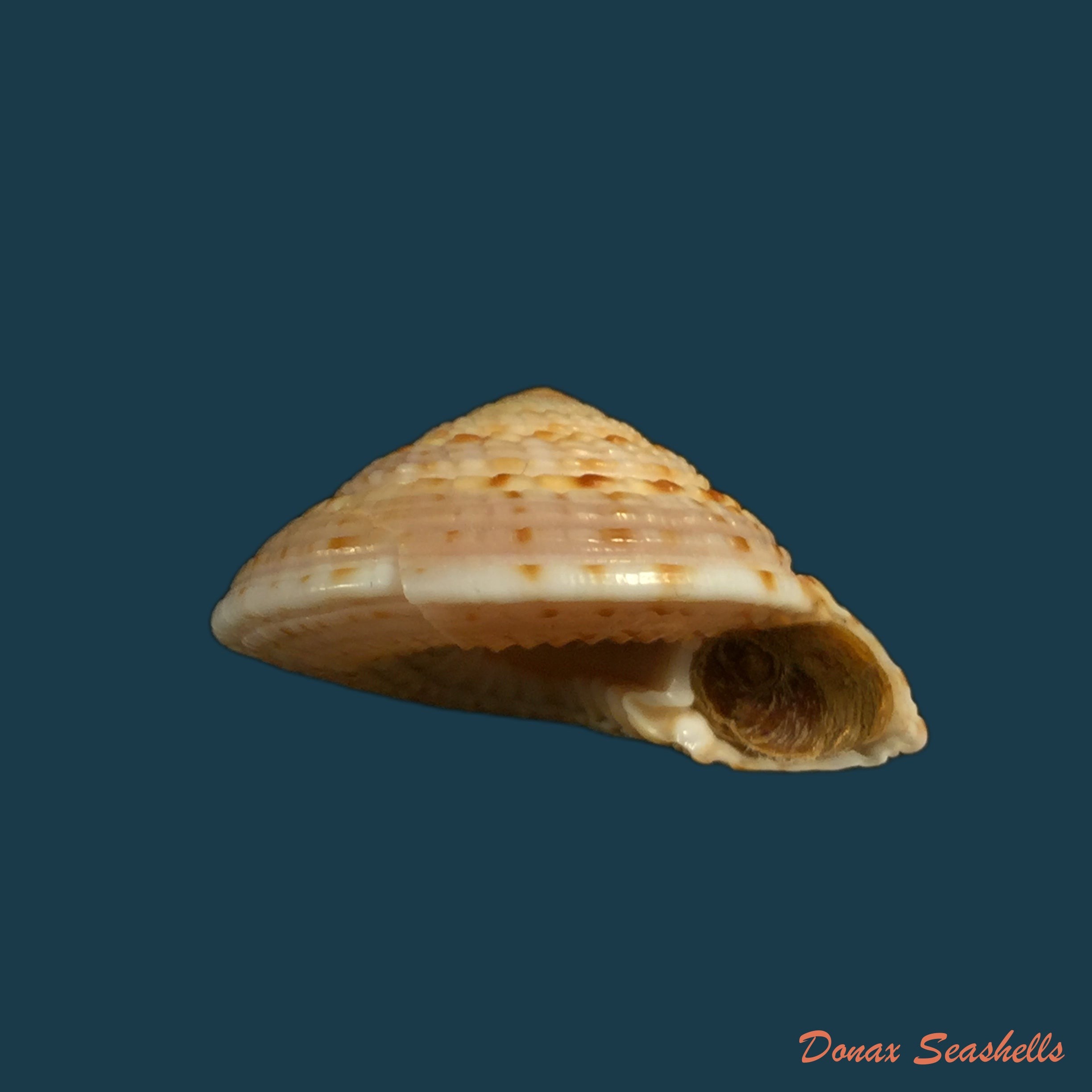 copia-de-architectonica-nobilis-roding-1798-26-9mm