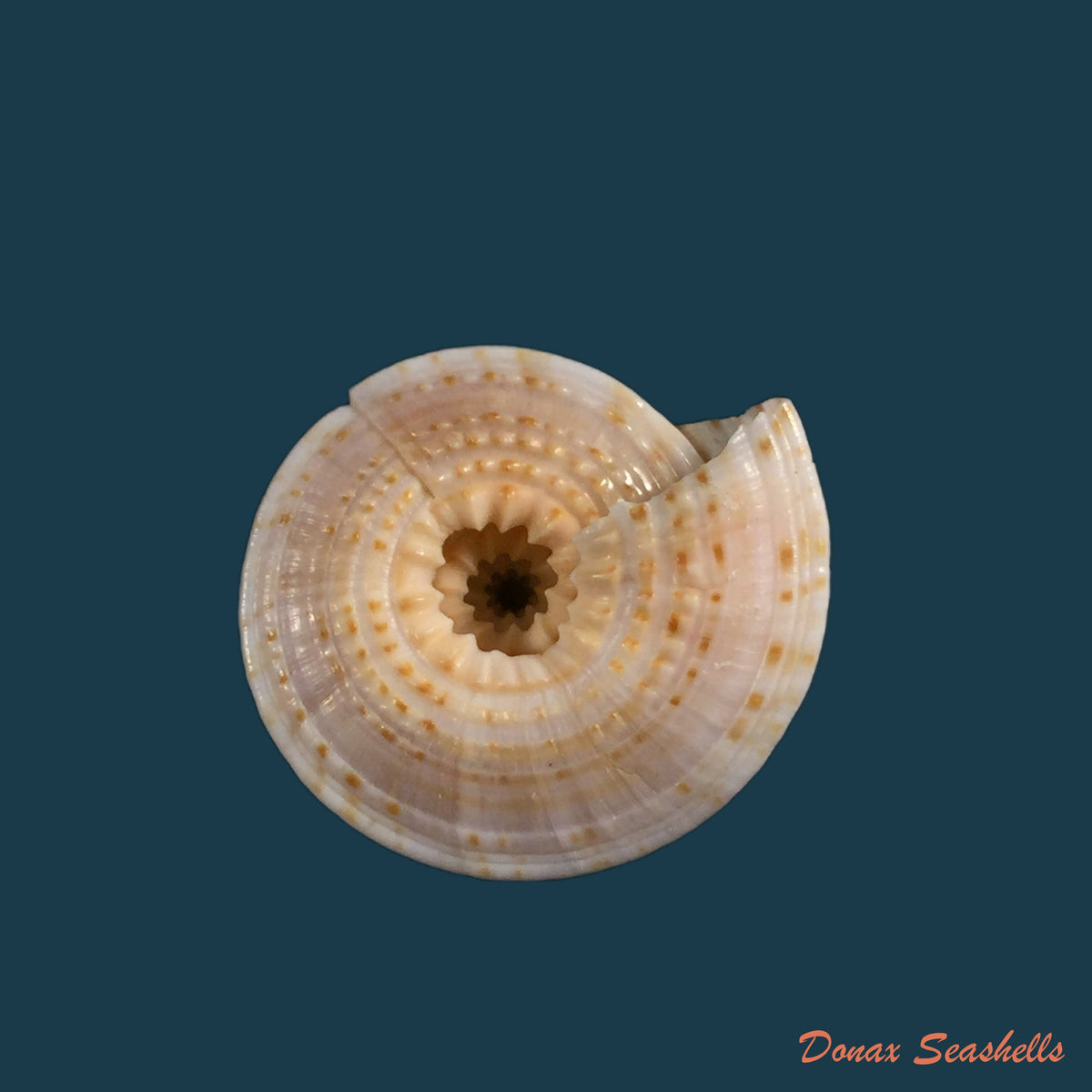 copia-de-architectonica-nobilis-roding-1798-26-9mm