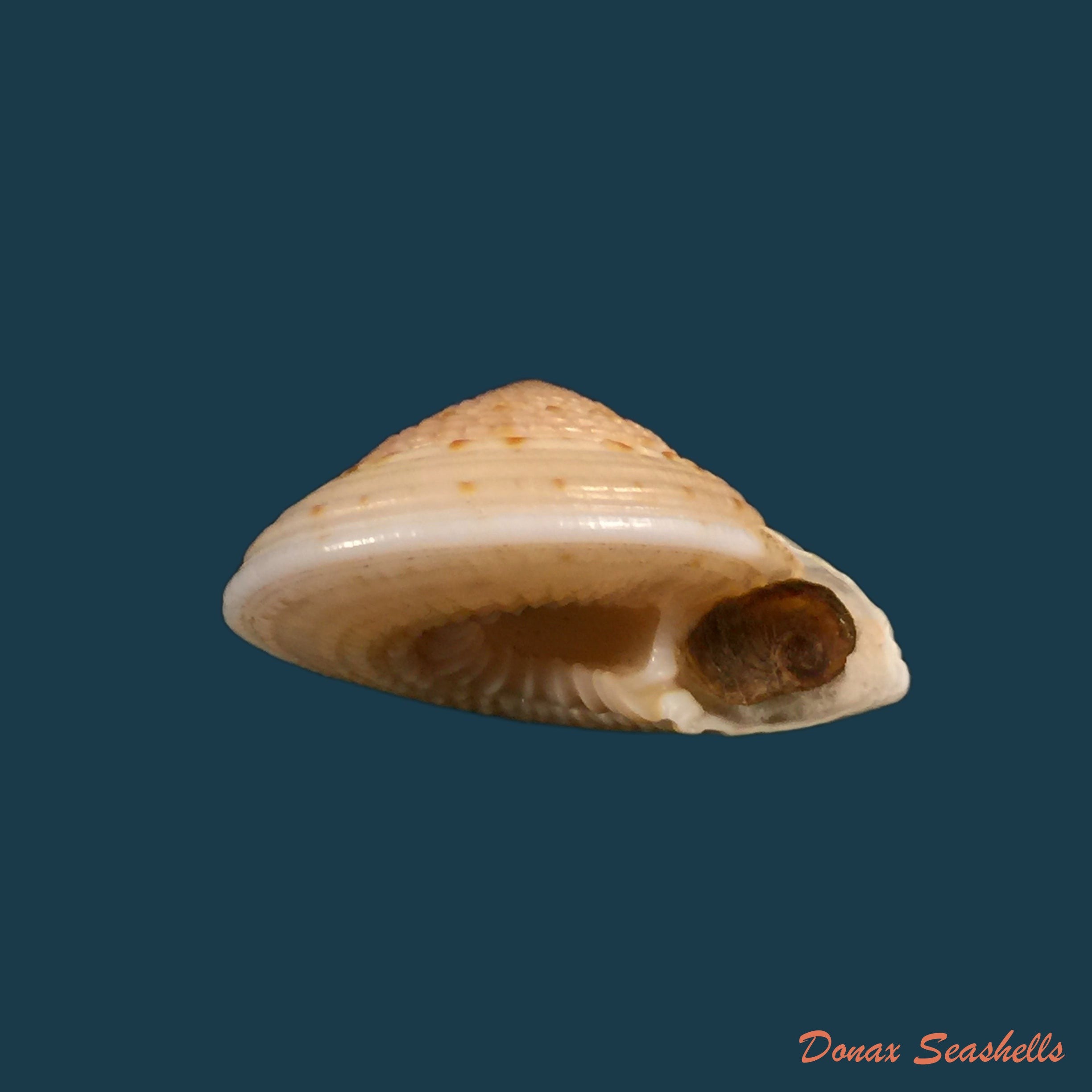 copia-de-architectonica-nobilis-roding-1798-29-5mm
